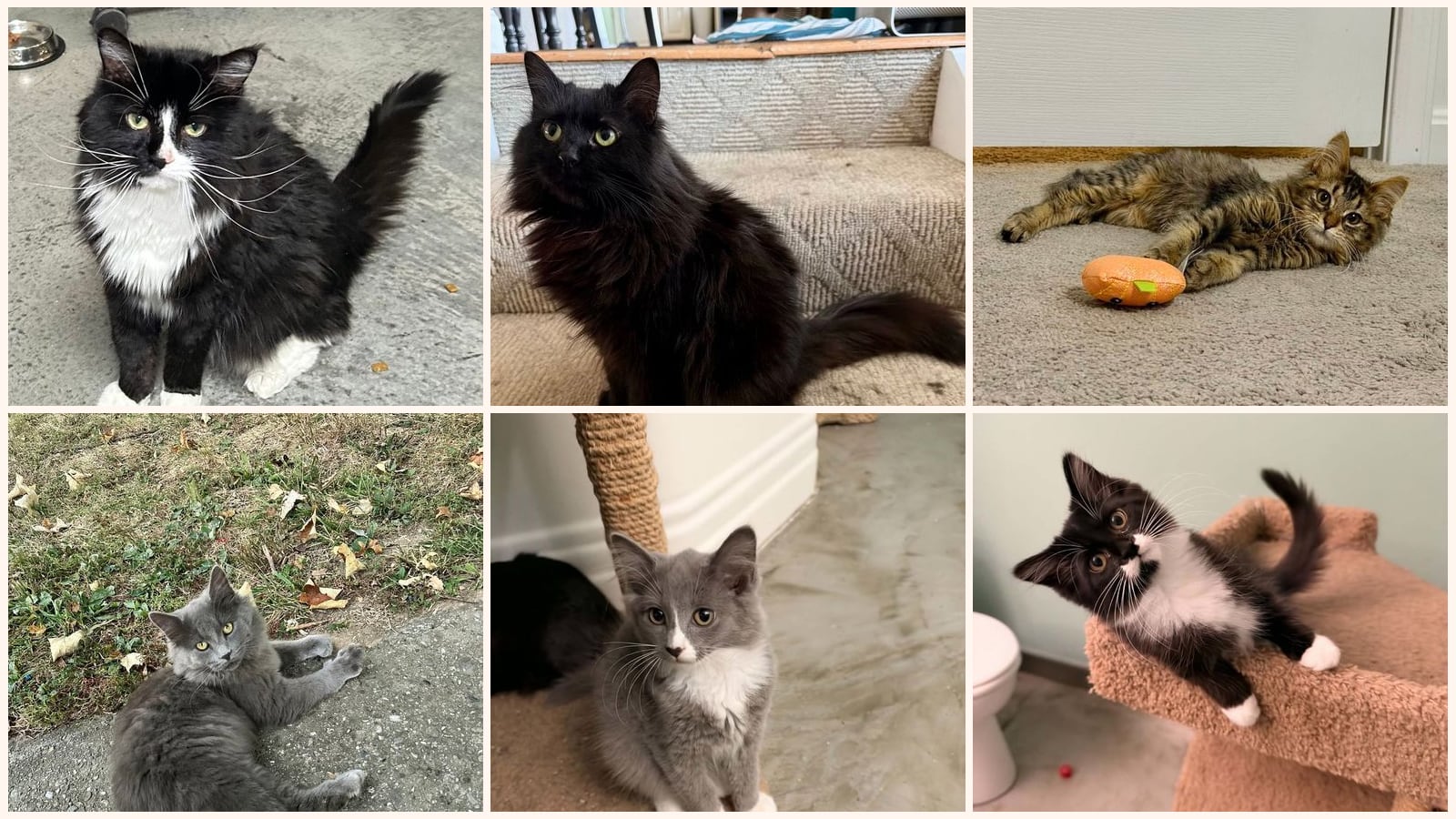 Long-Haired Cats up for adoption near Columbus, IN