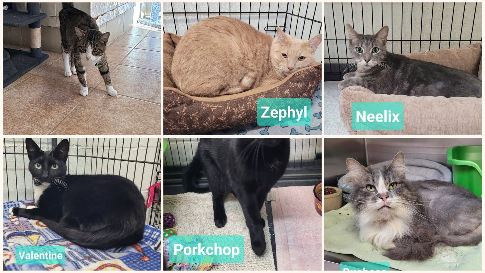 Adult Cats up for adoption near Fishers, IN