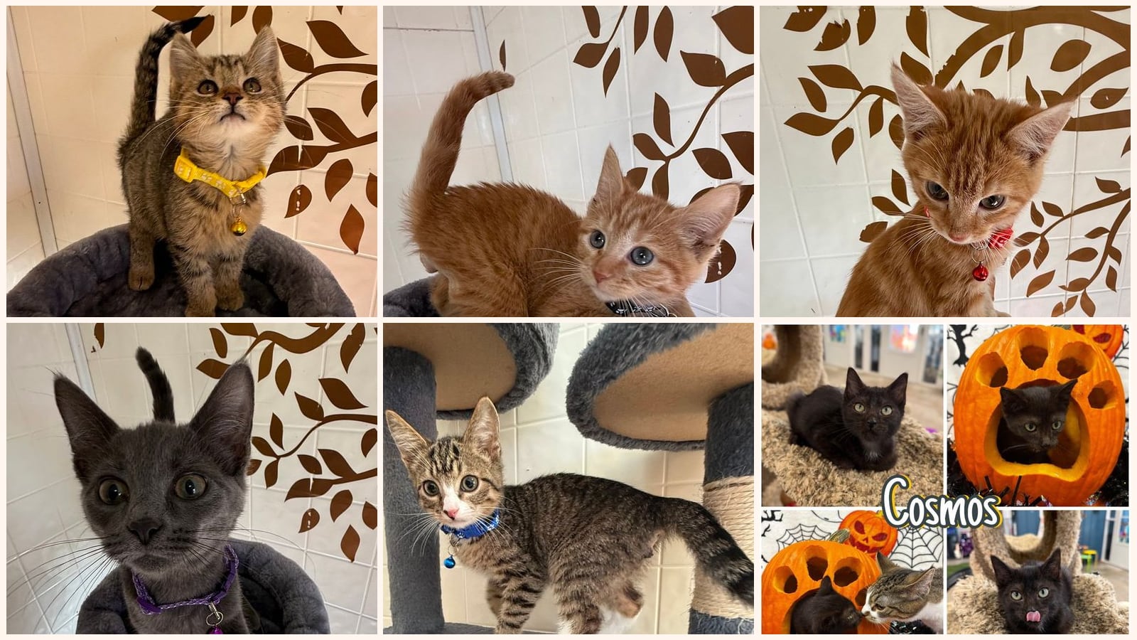 Kittens up for adoption near Fishers, IN