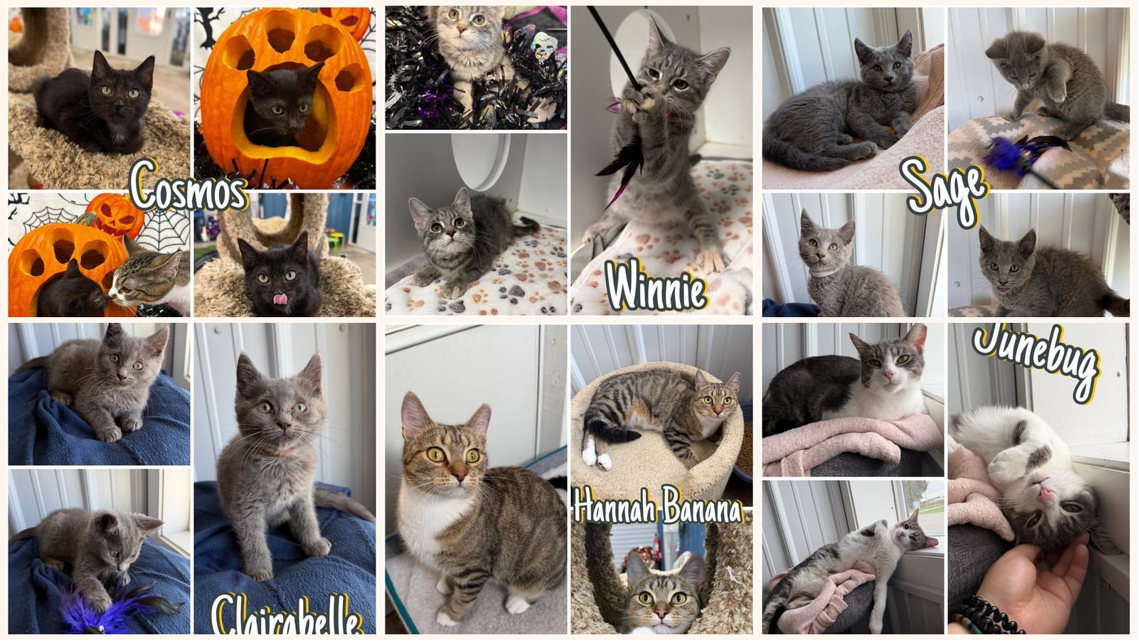 Kid-Friendly Cats up for adoption near Fort Wayne, IN