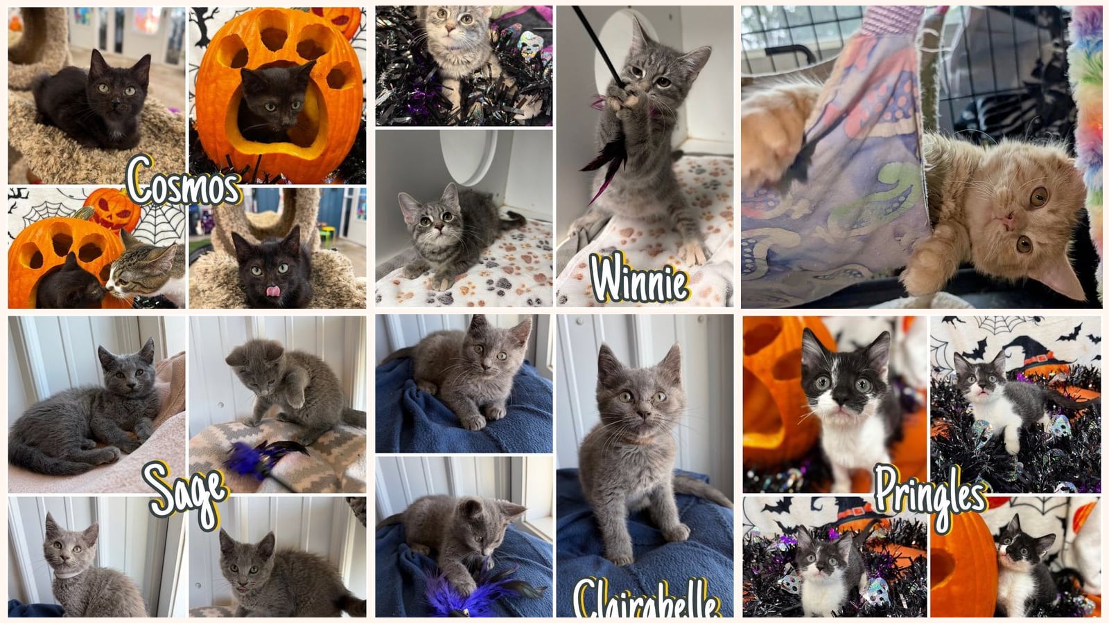 Kittens up for adoption near Fort Wayne, IN