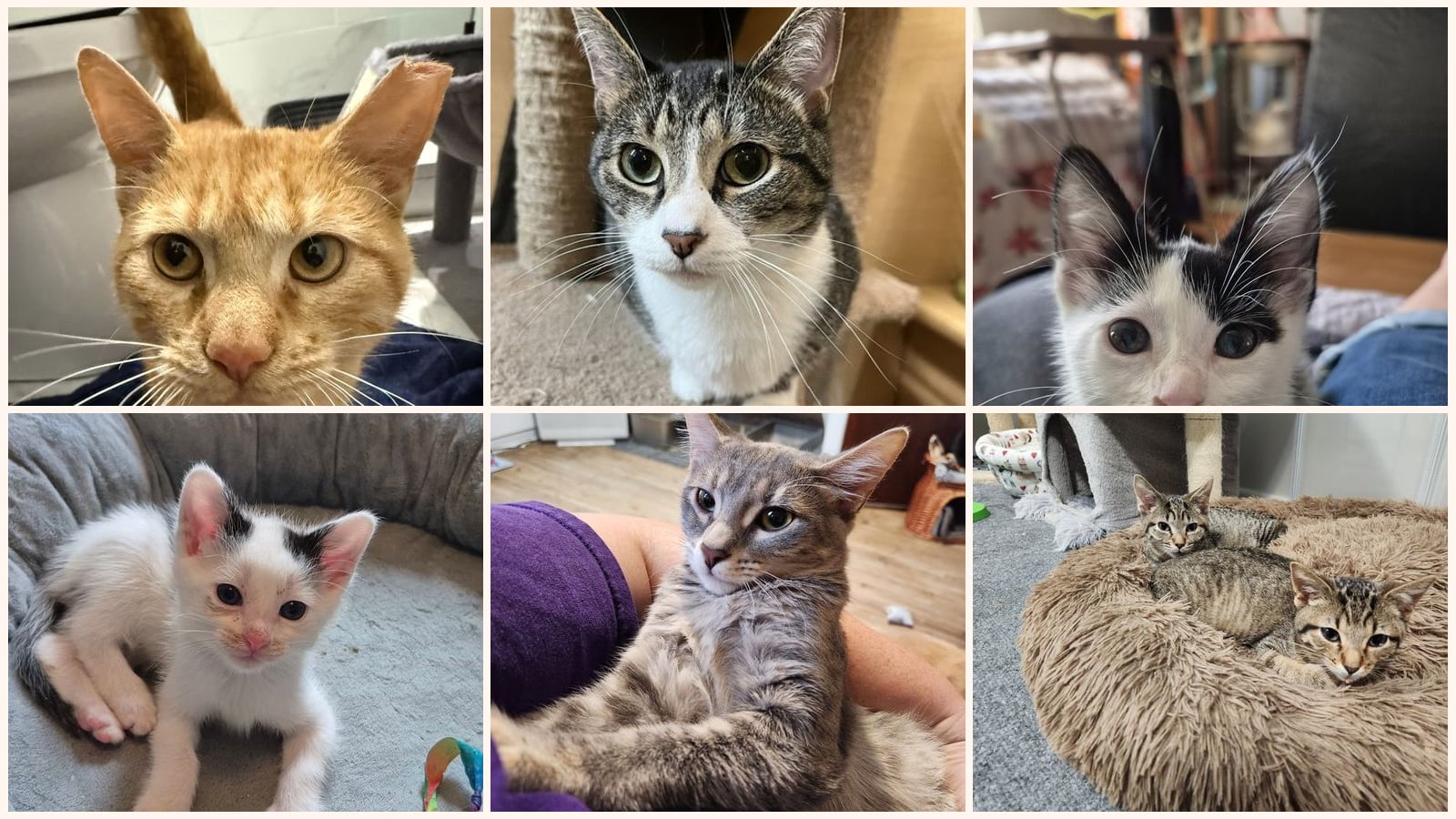 Bonded Pairs up for adoption near Gary, IN