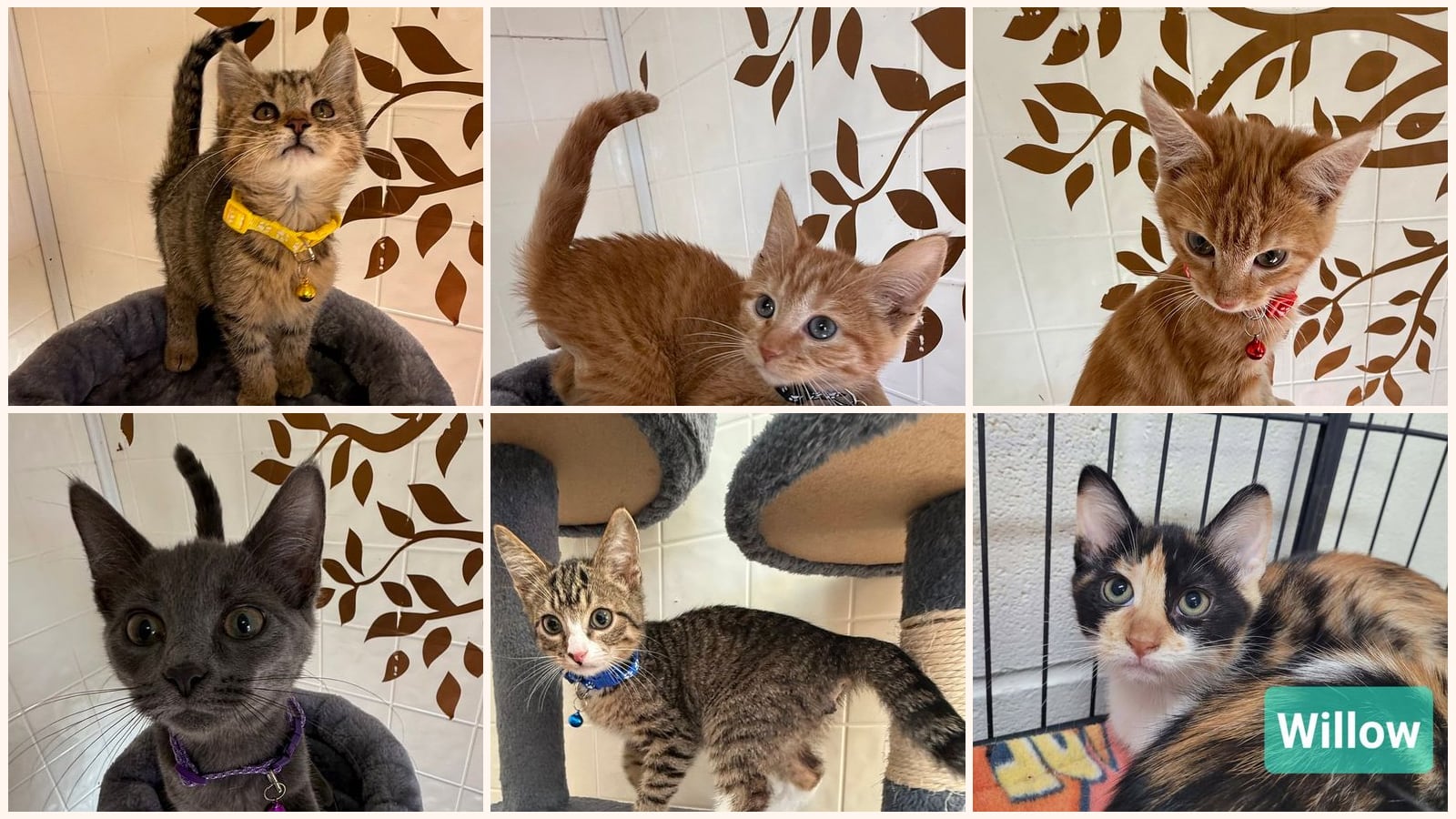 Kittens up for adoption near Greenwood, IN