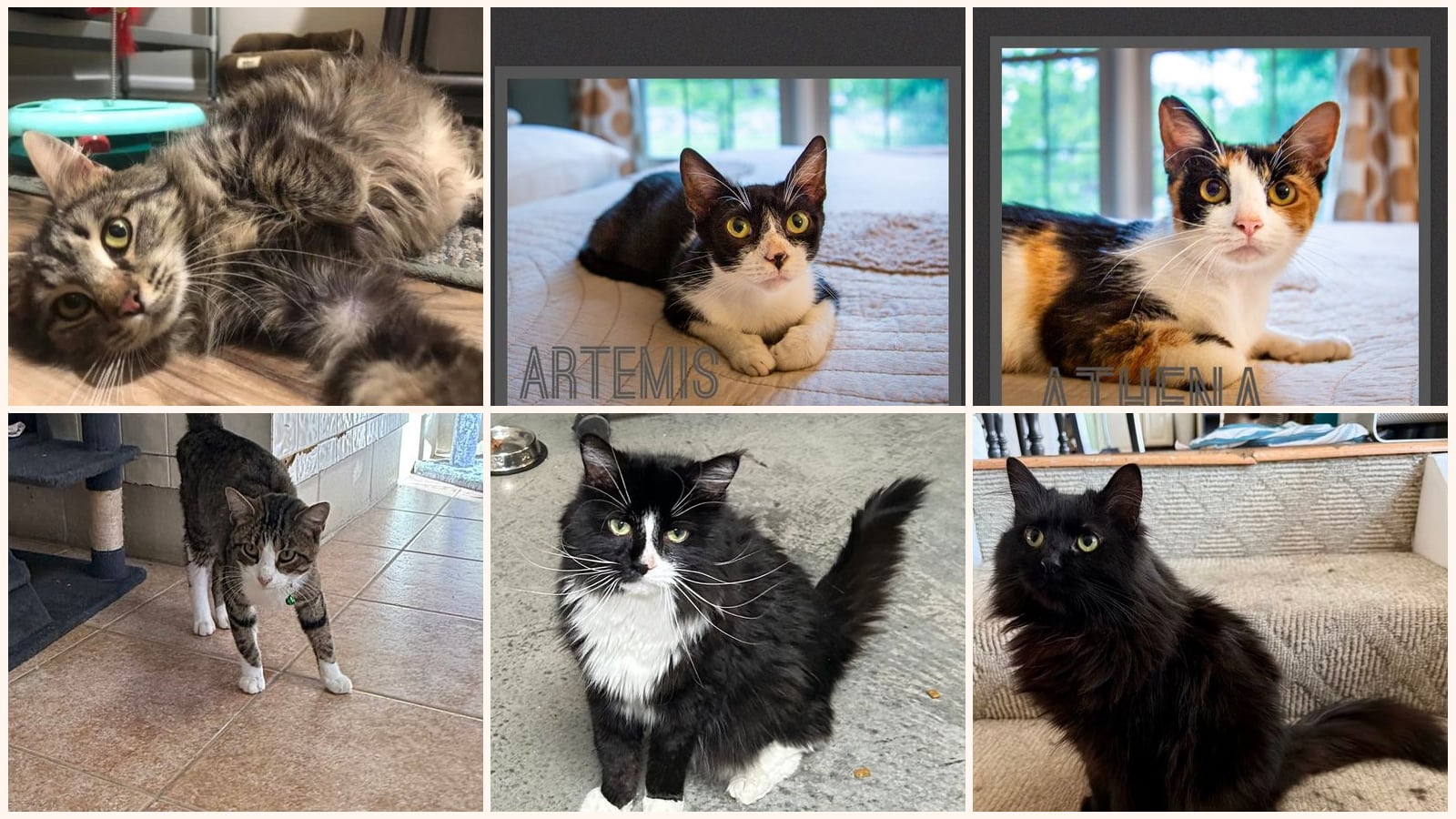 Adult Cats up for adoption near Jeffersonville, IN