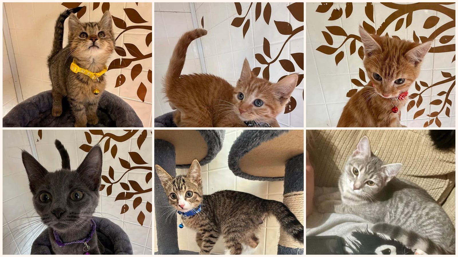 Kittens up for adoption near Jeffersonville, IN
