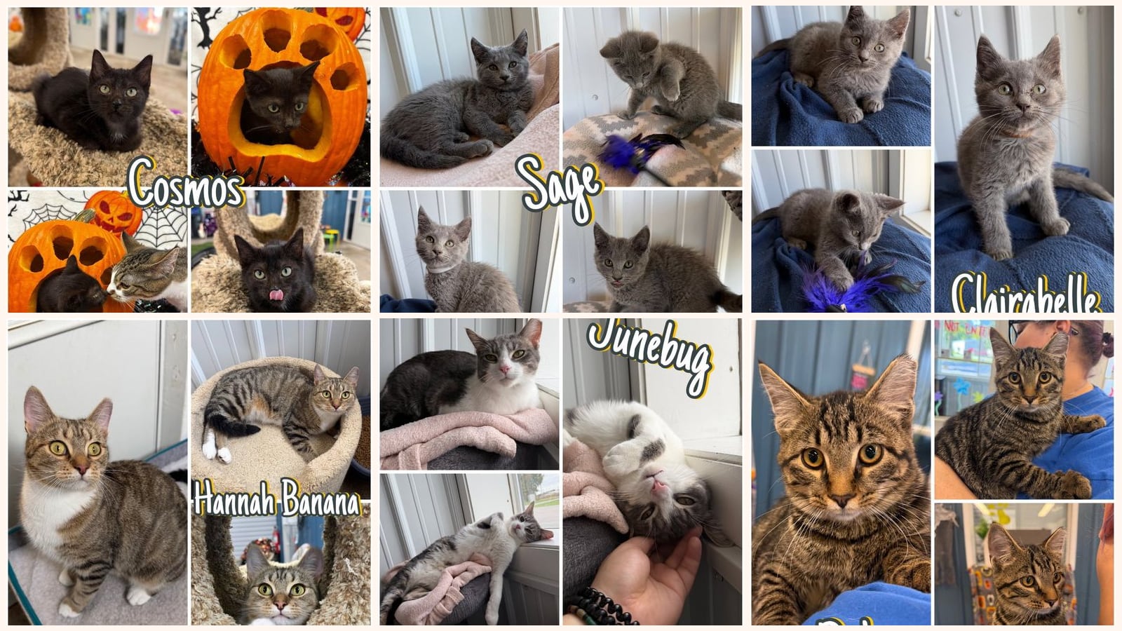 Kid-Friendly Cats up for adoption near Lafayette, IN