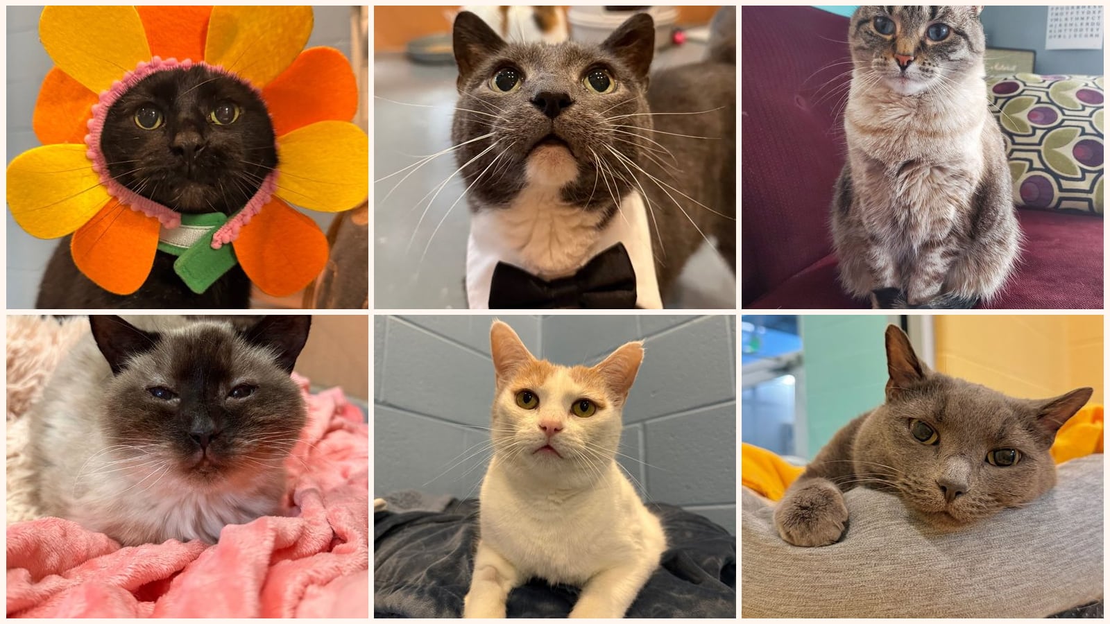 Senior Cats up for adoption near Lafayette, IN