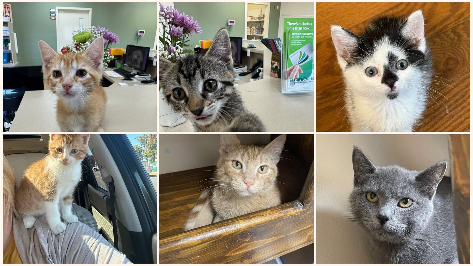 Kittens up for adoption near Terre Haute, IN