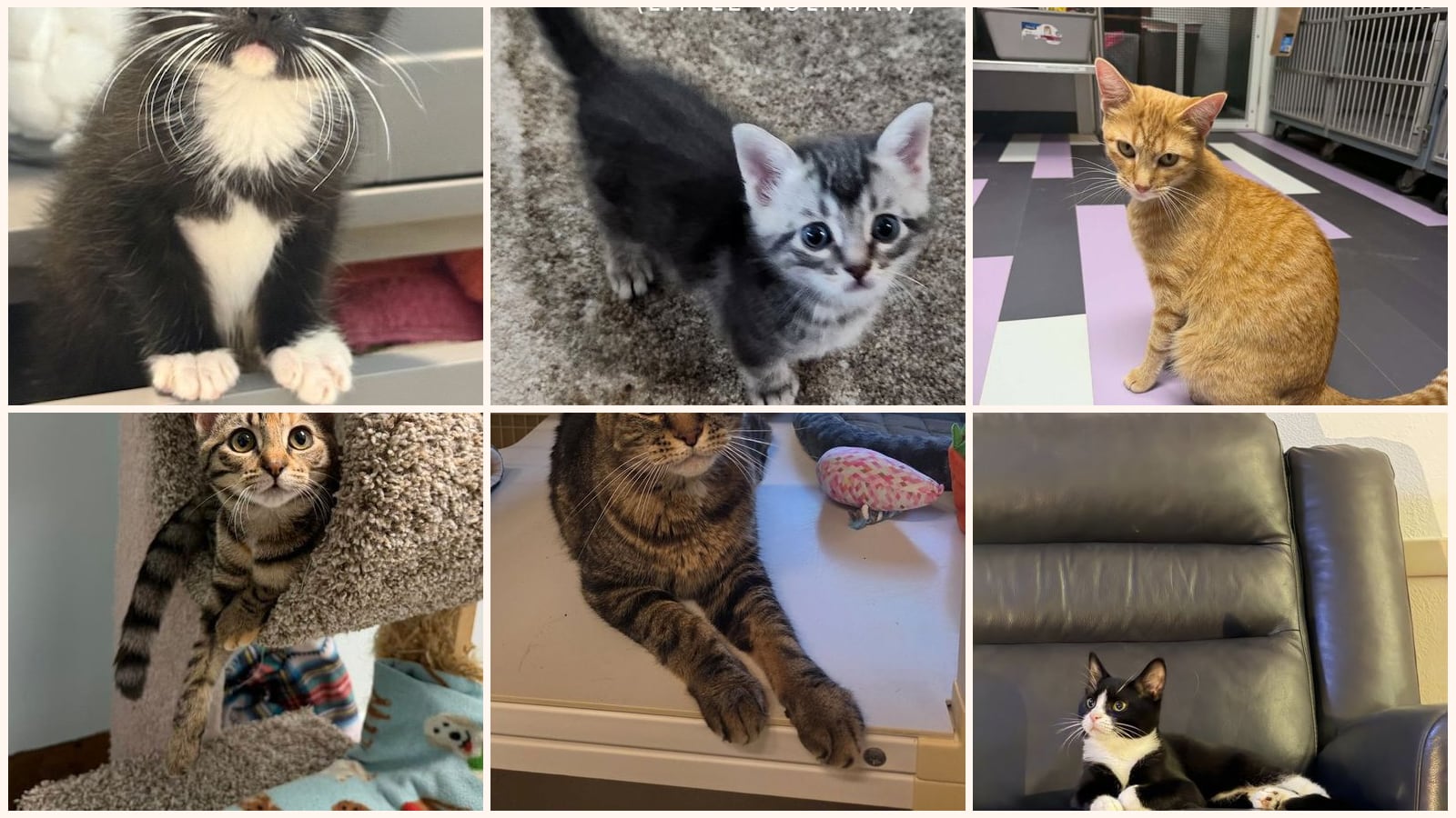 Adult Cats up for adoption near Ames, IA