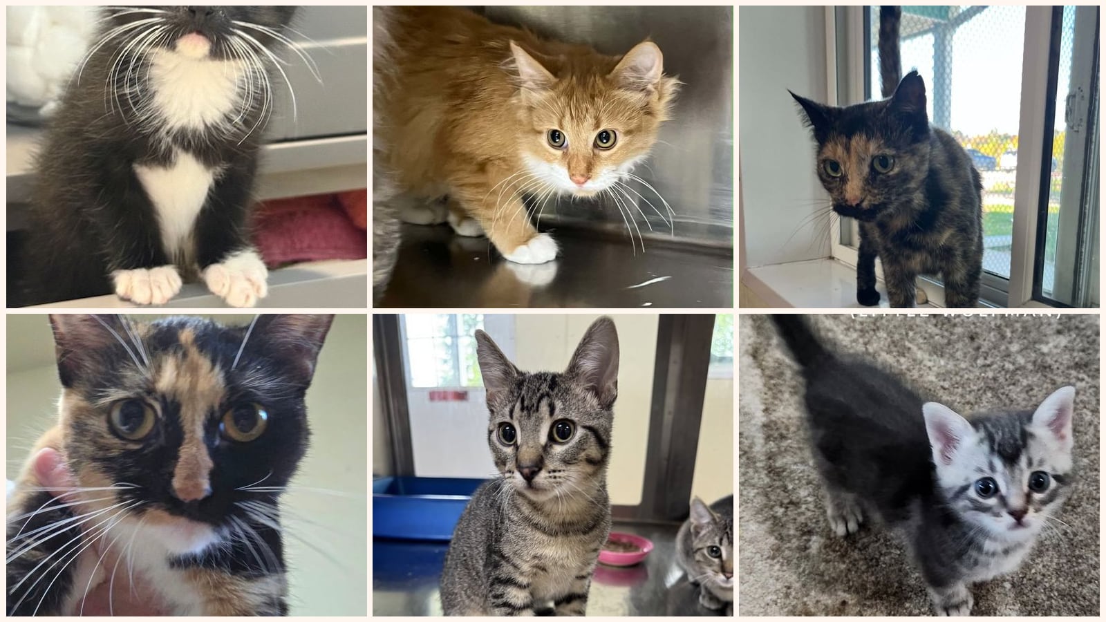 Adult Cats up for adoption near Waterloo, IA