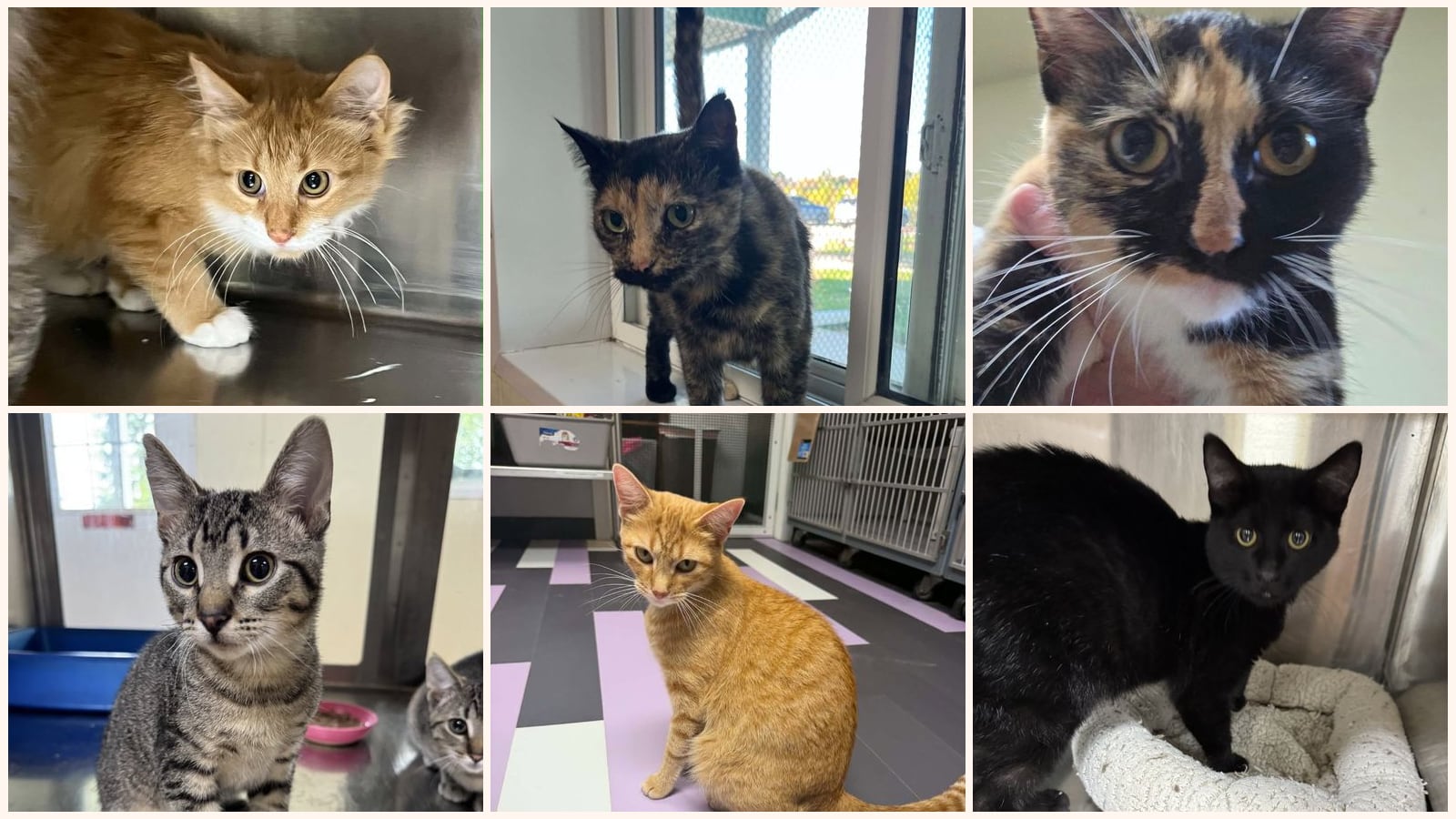 Kid-Friendly Cats up for adoption near Waterloo, IA