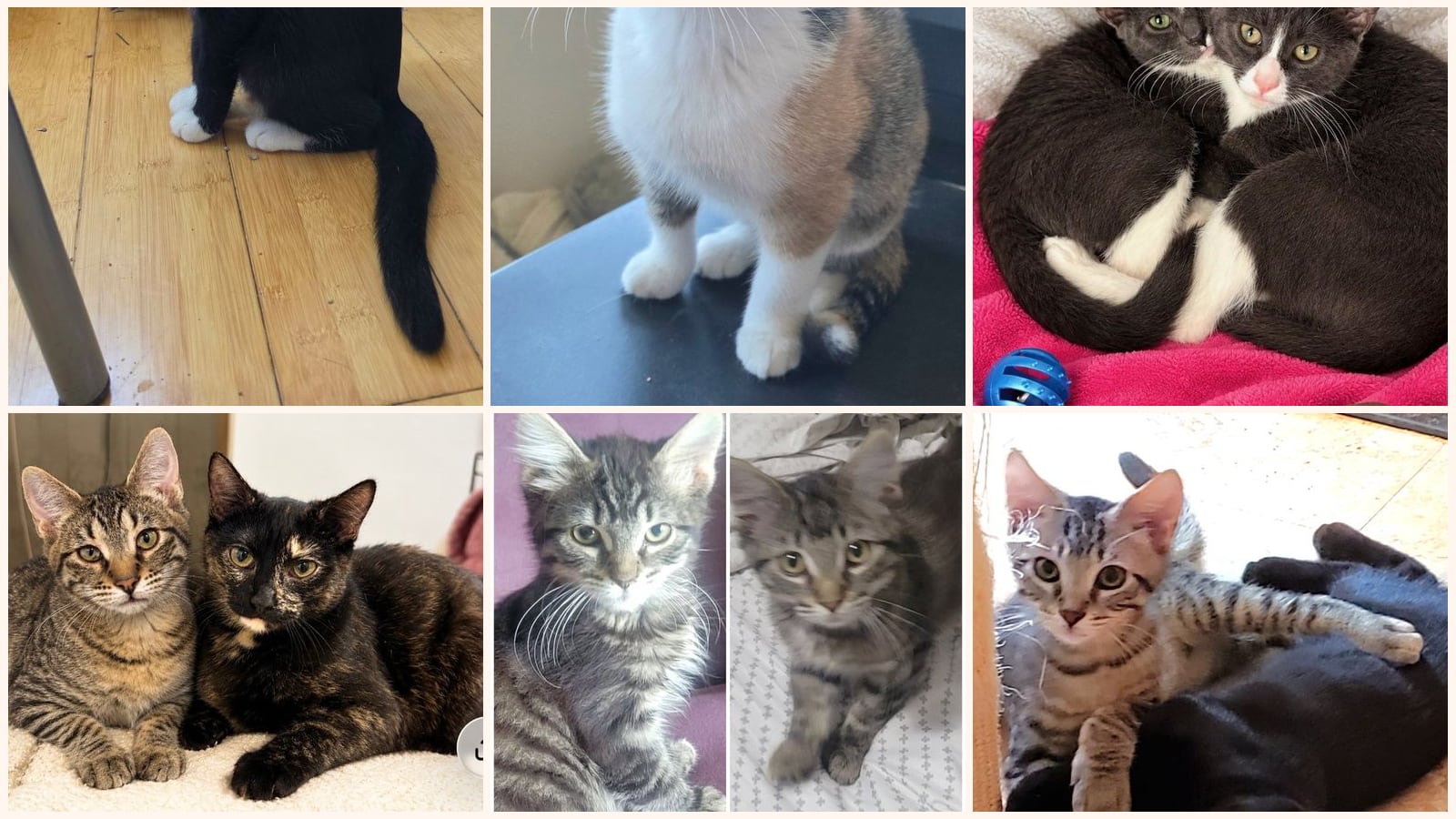 Bonded Pairs up for adoption near Kansas City, KS