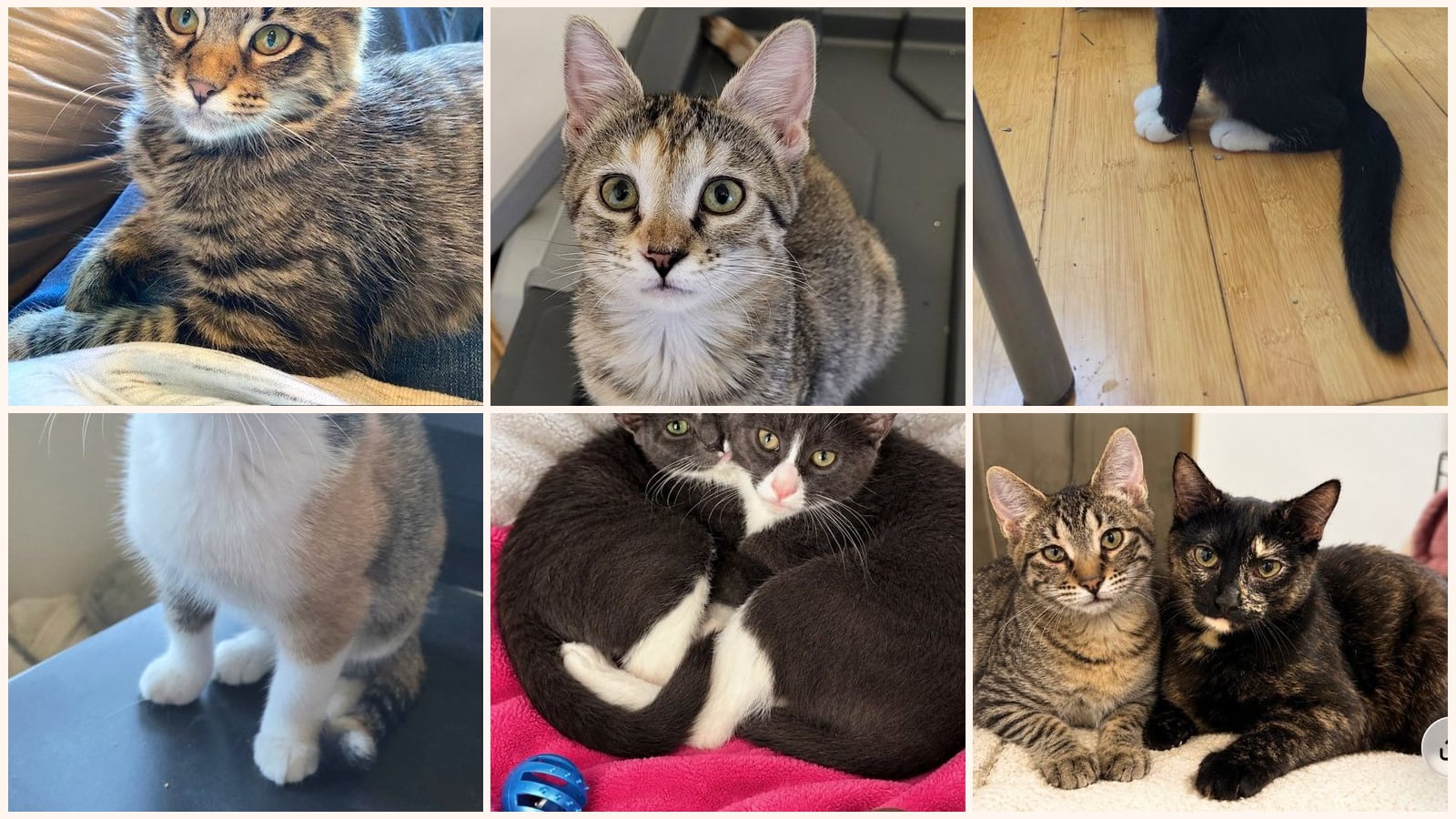 Kittens up for adoption near Kansas City, KS