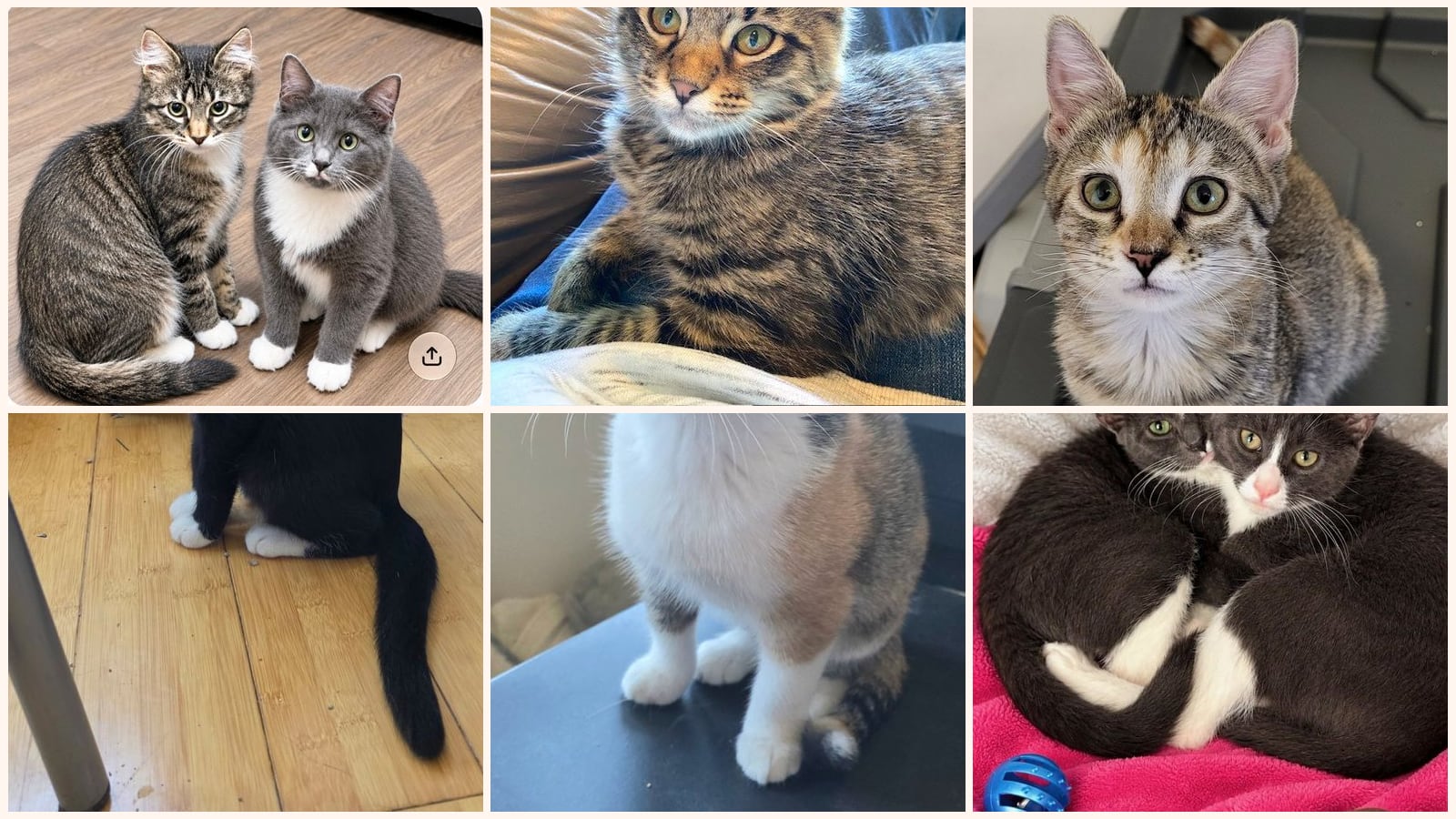 Kittens up for adoption near Lenexa, KS