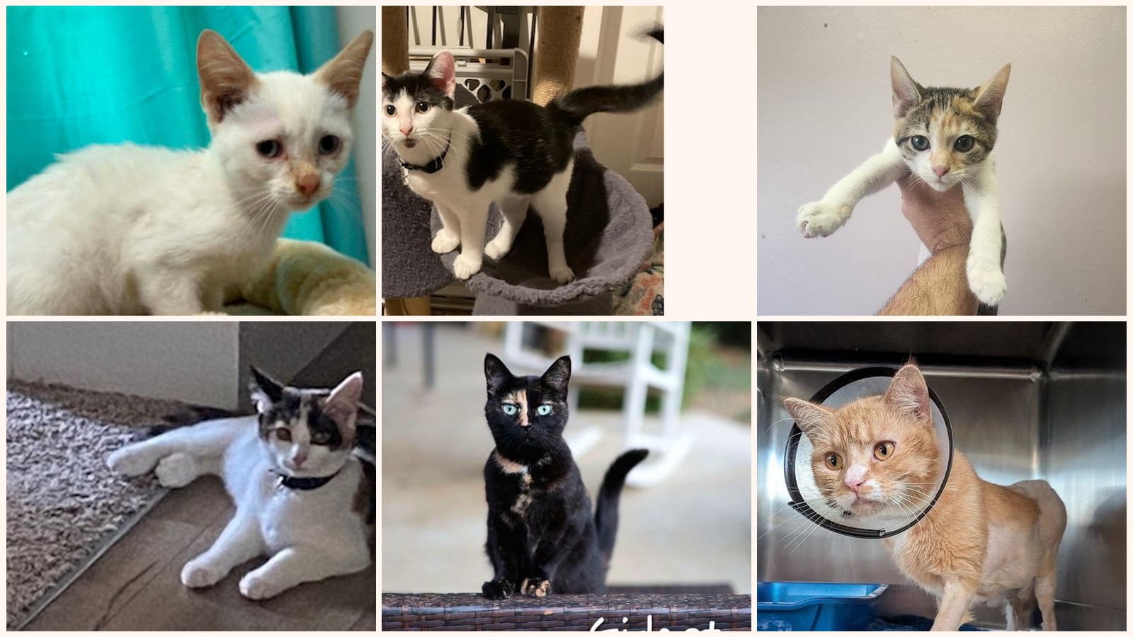 Dog-Friendly Cats up for adoption near Bowling Green, KY
