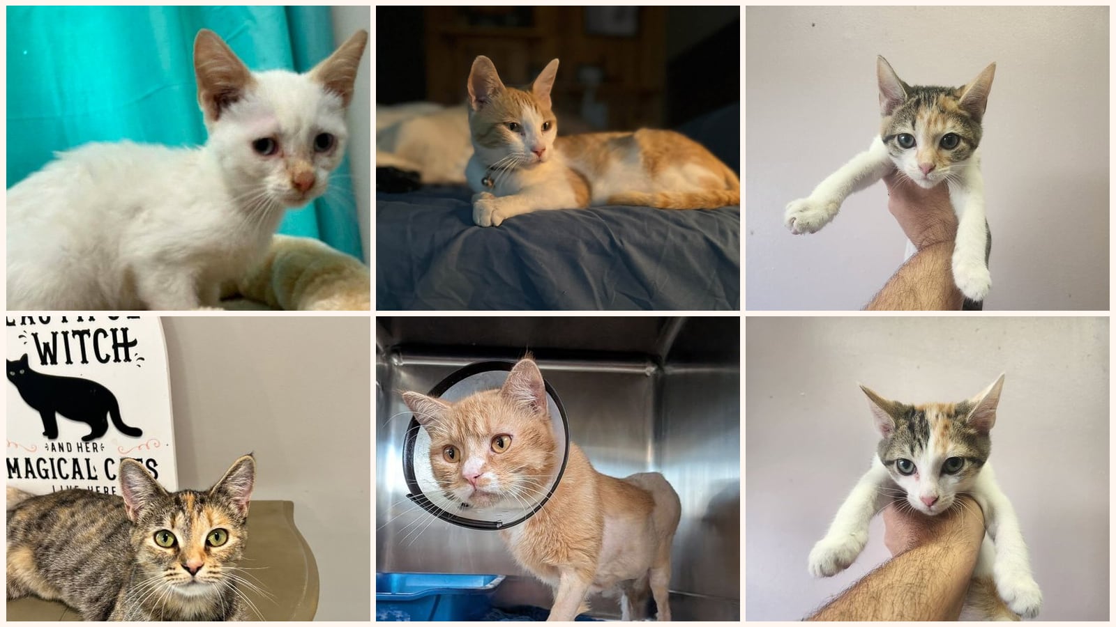 Kid-Friendly Cats up for adoption near Bowling Green, KY