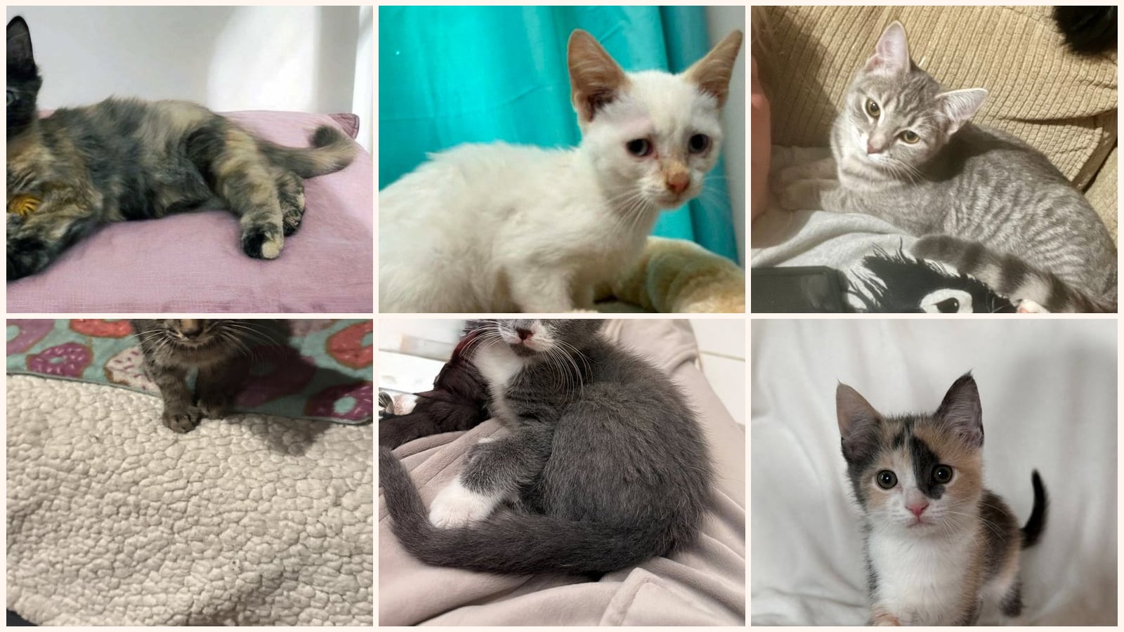 Kittens up for adoption near Bowling Green, KY