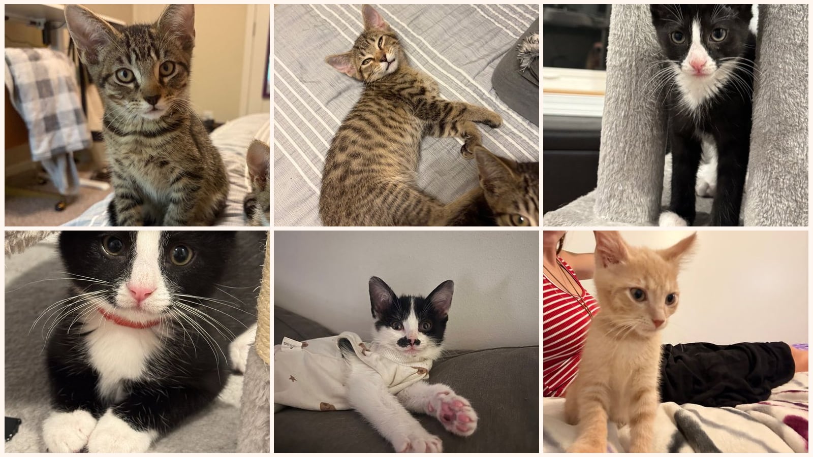 Dog-Friendly Cats up for adoption near Lexington, KY