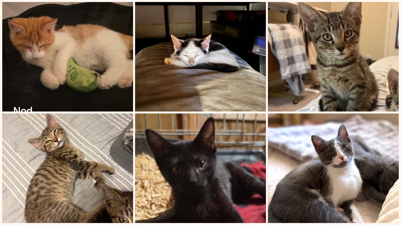 Kittens up for adoption near Lexington, KY