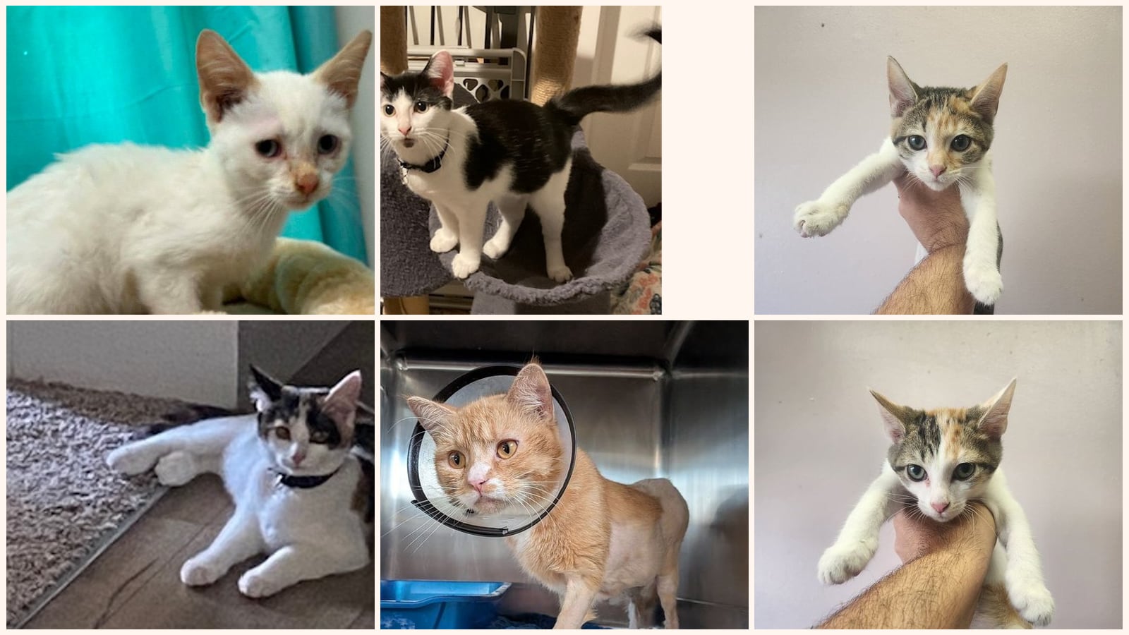 Dog-Friendly Cats up for adoption near Owensboro, KY