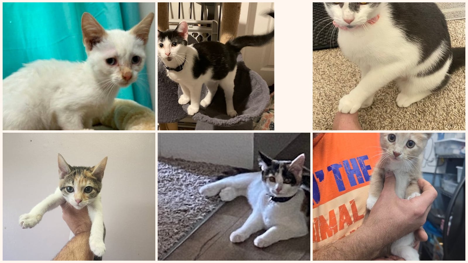 Kittens up for adoption near Owensboro, KY