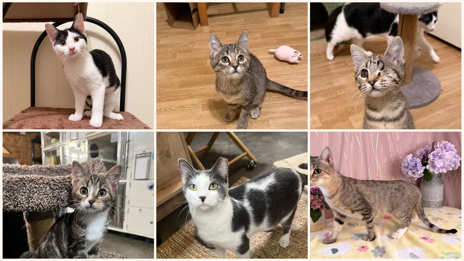 Kid-Friendly Cats up for adoption near Kenner, LA