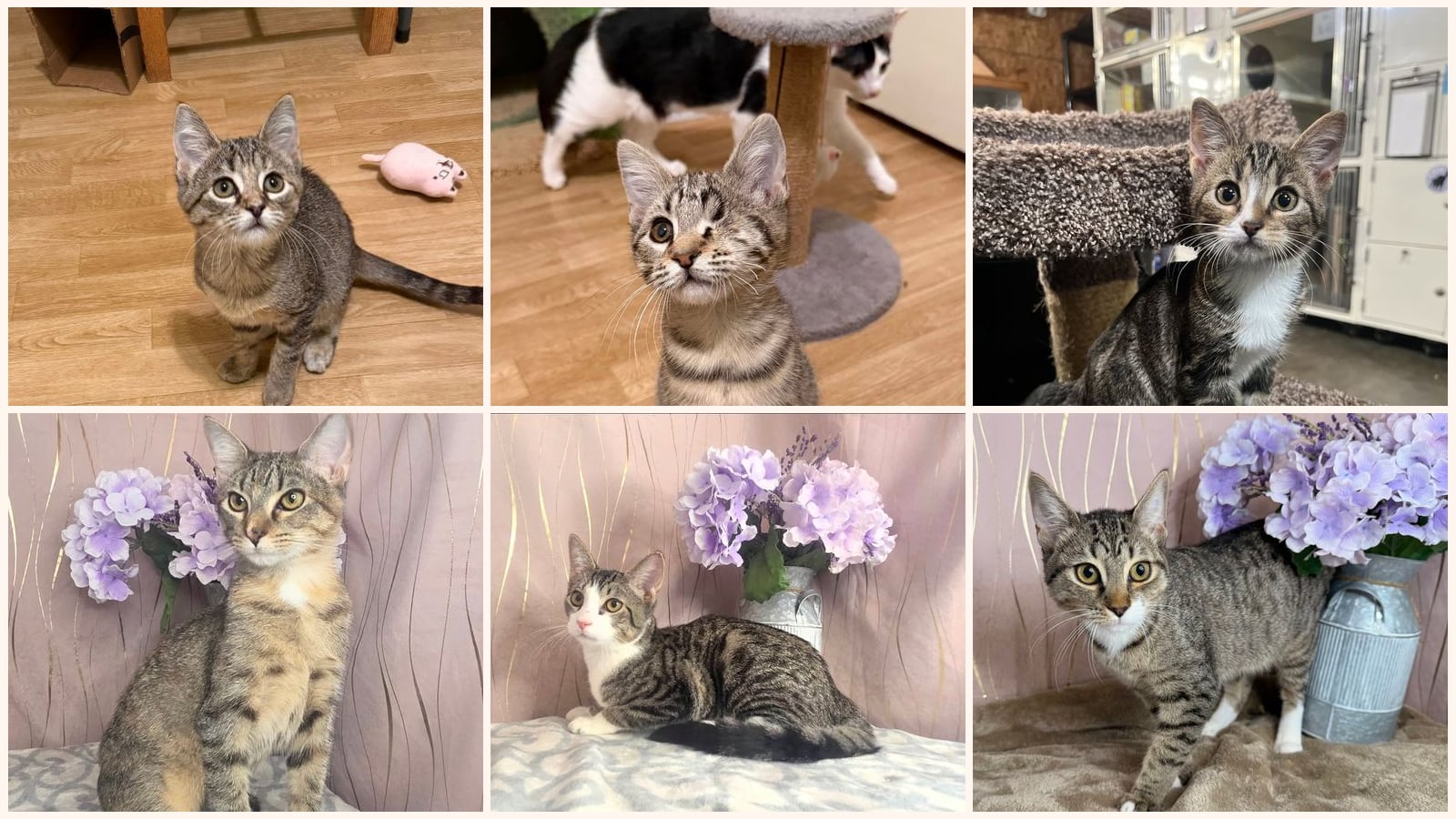 Kittens up for adoption near Kenner, LA