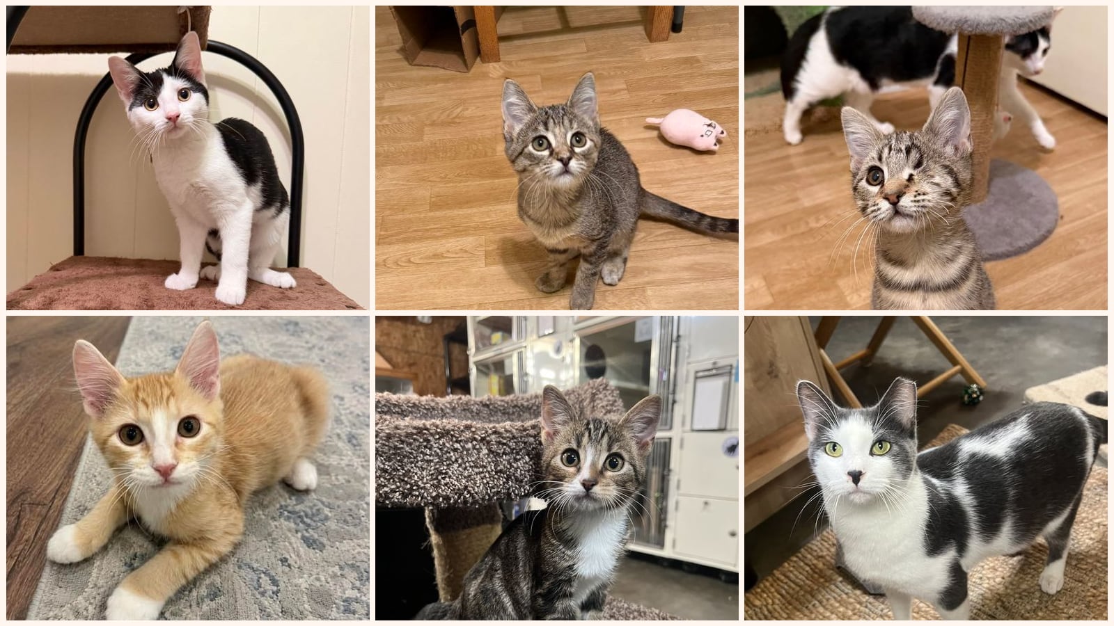Kid-Friendly Cats up for adoption near Lafayette, LA