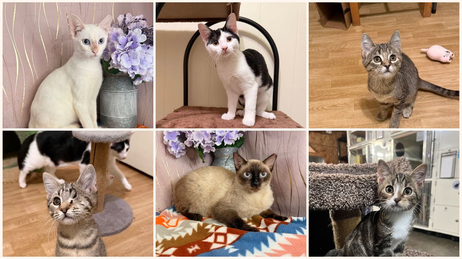 Dog-Friendly Cats up for adoption near Metairie, LA