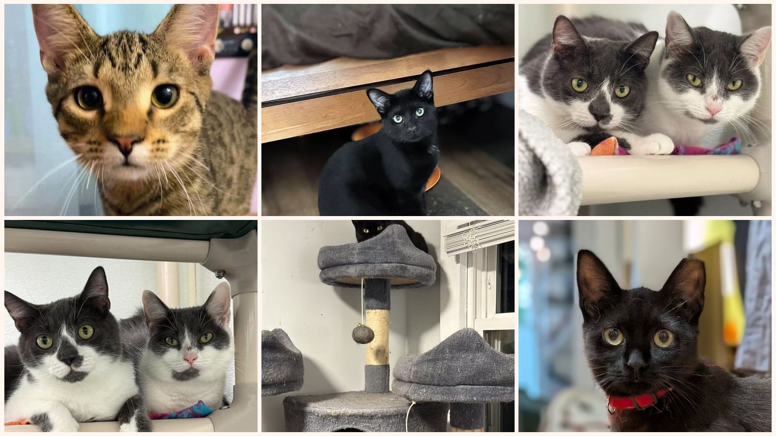 Bonded Pairs up for adoption near Portland, ME