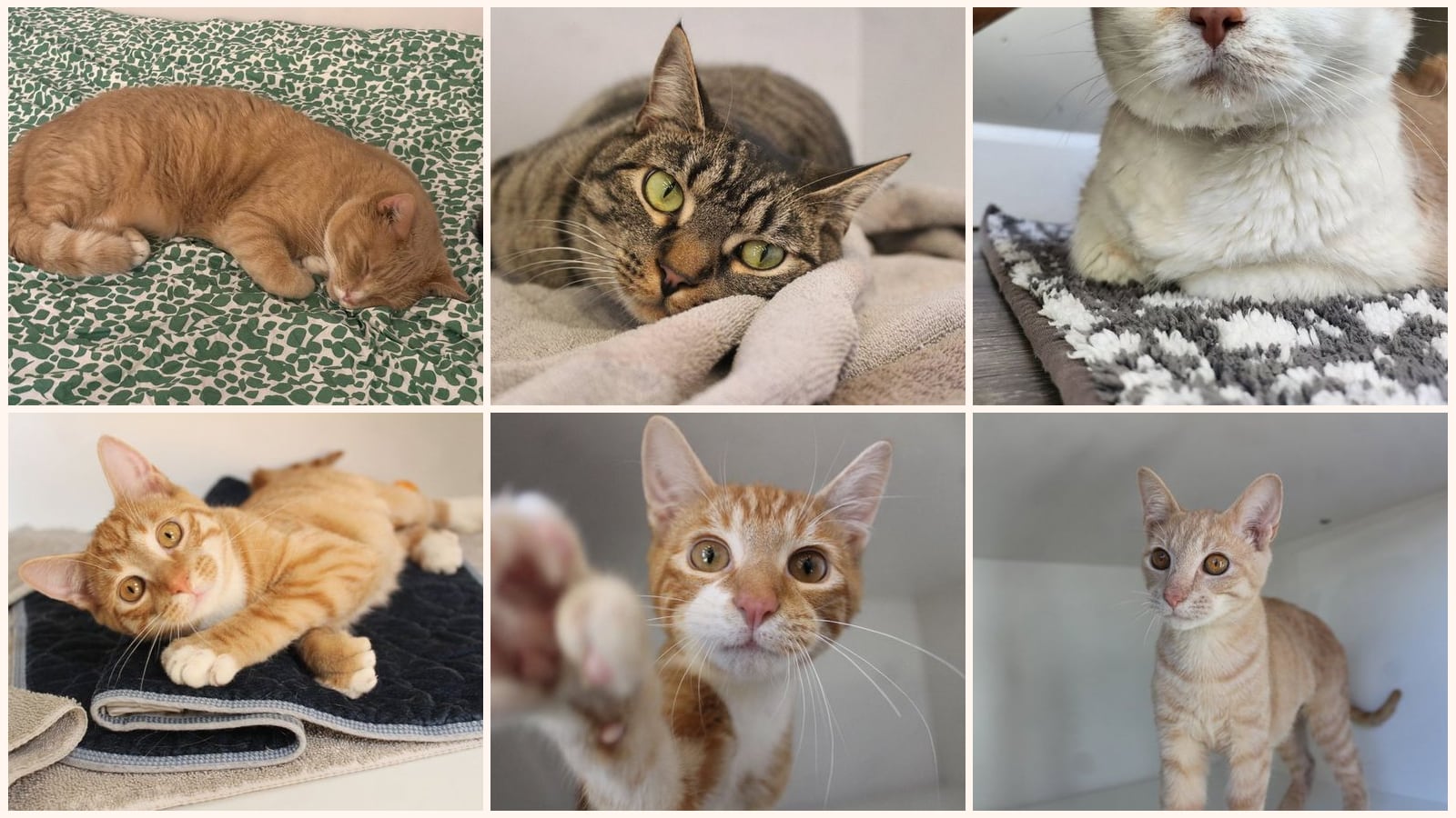 Adult Cats up for adoption near Baltimore, MD
