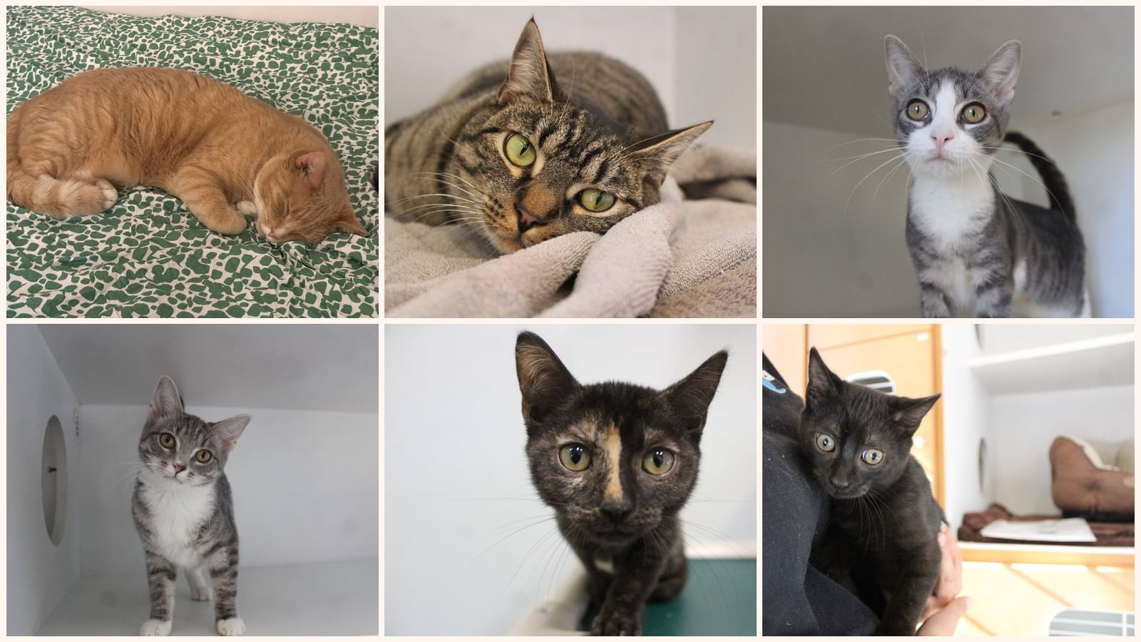 Kid-Friendly Cats up for adoption near Baltimore, MD