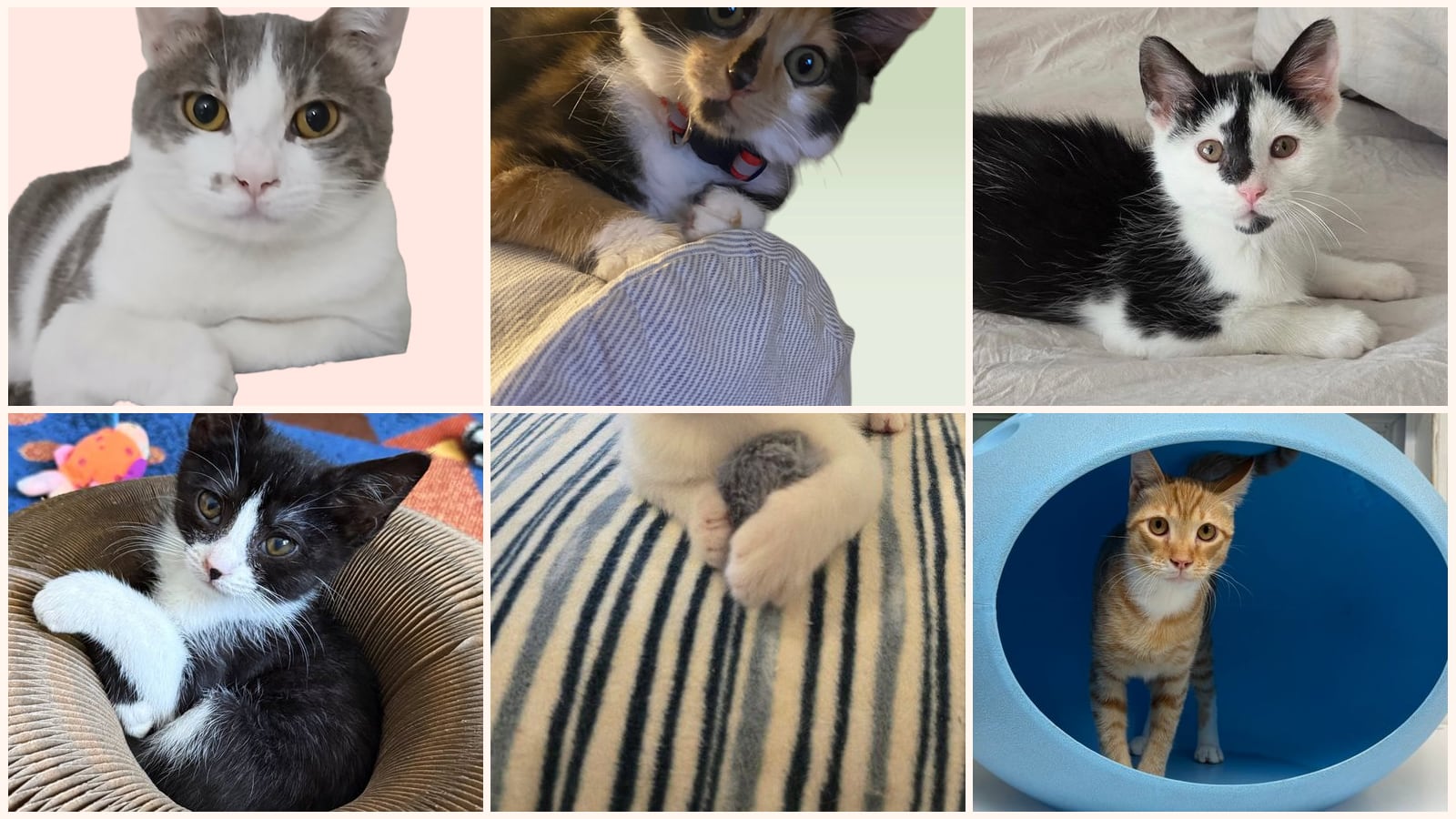 Dog-Friendly Cats up for adoption near Bowie, MD