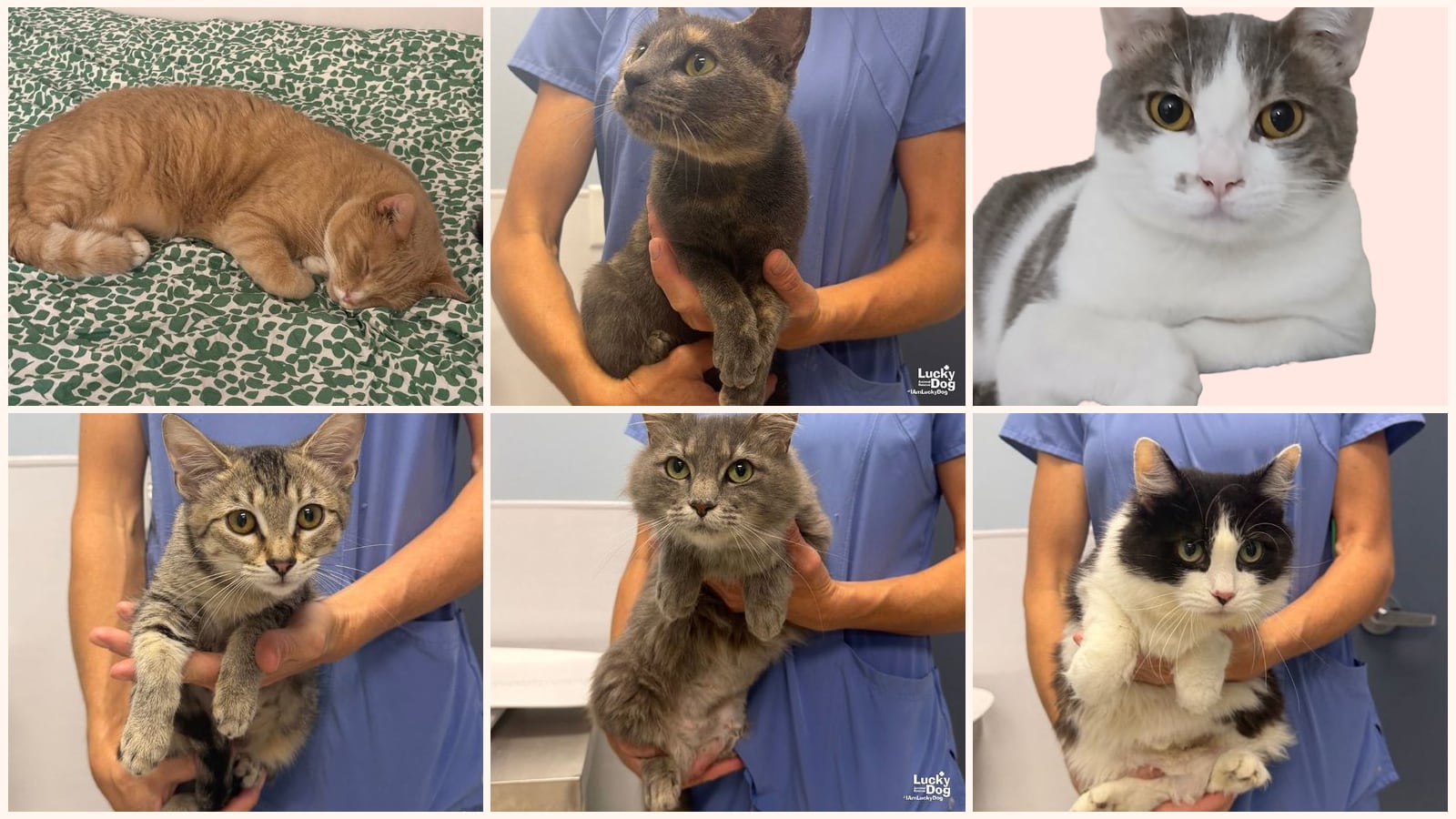 Adult Cats up for adoption near Columbia, MD