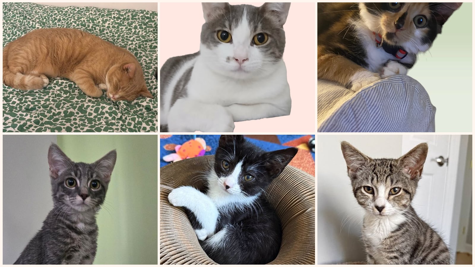 Kid-Friendly Cats up for adoption near Columbia, MD