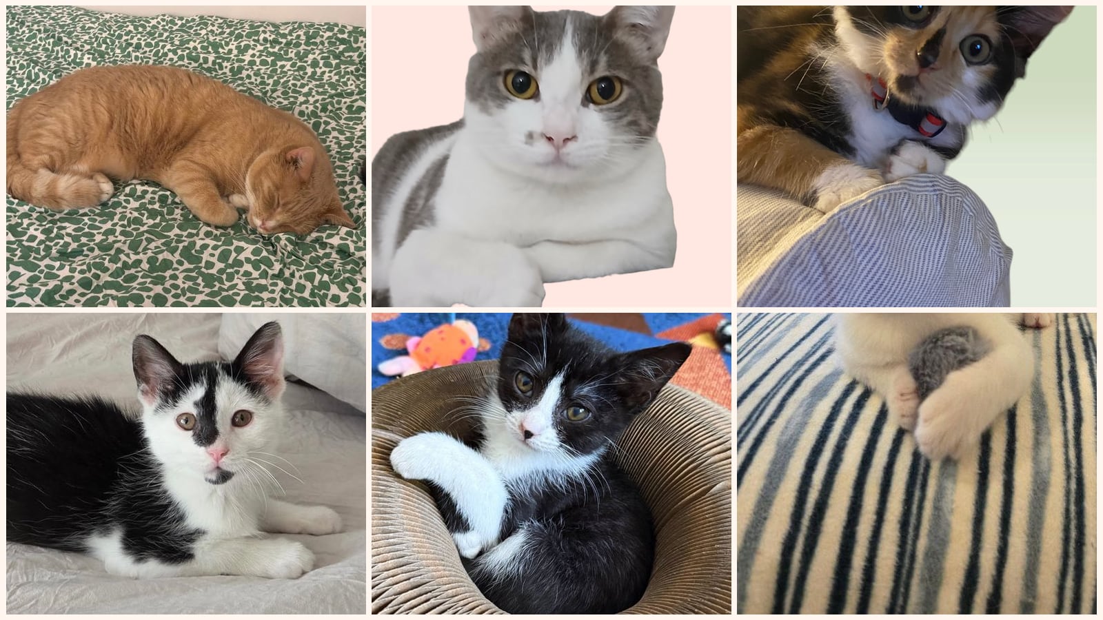 Dog-Friendly Cats up for adoption near Ellicott City, MD
