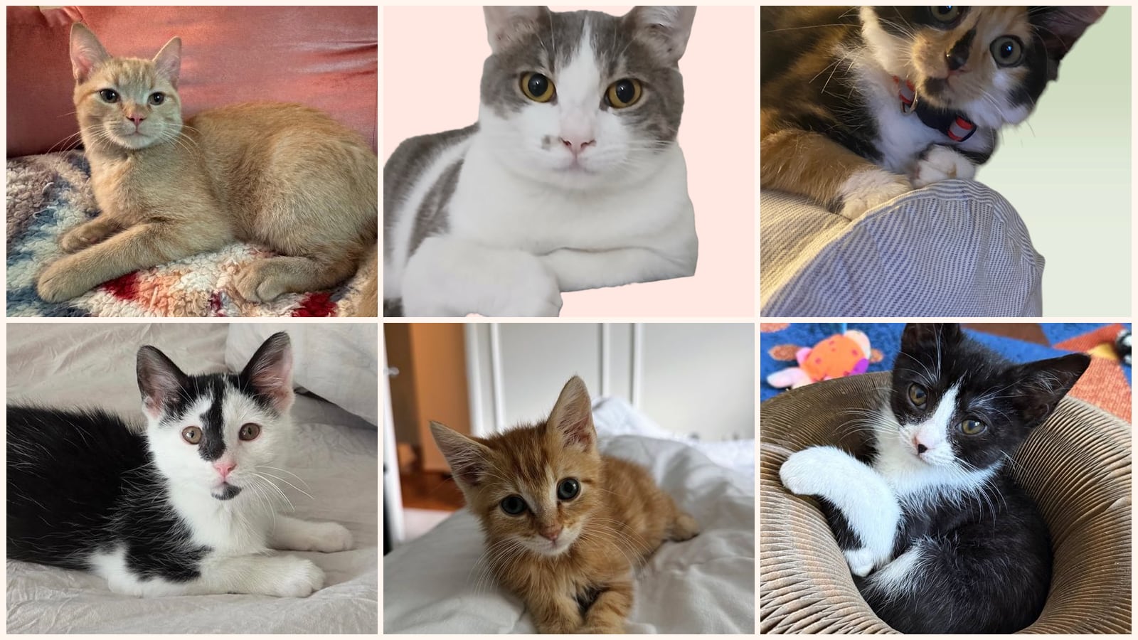 Dog-Friendly Cats up for adoption near Gaithersburg, MD