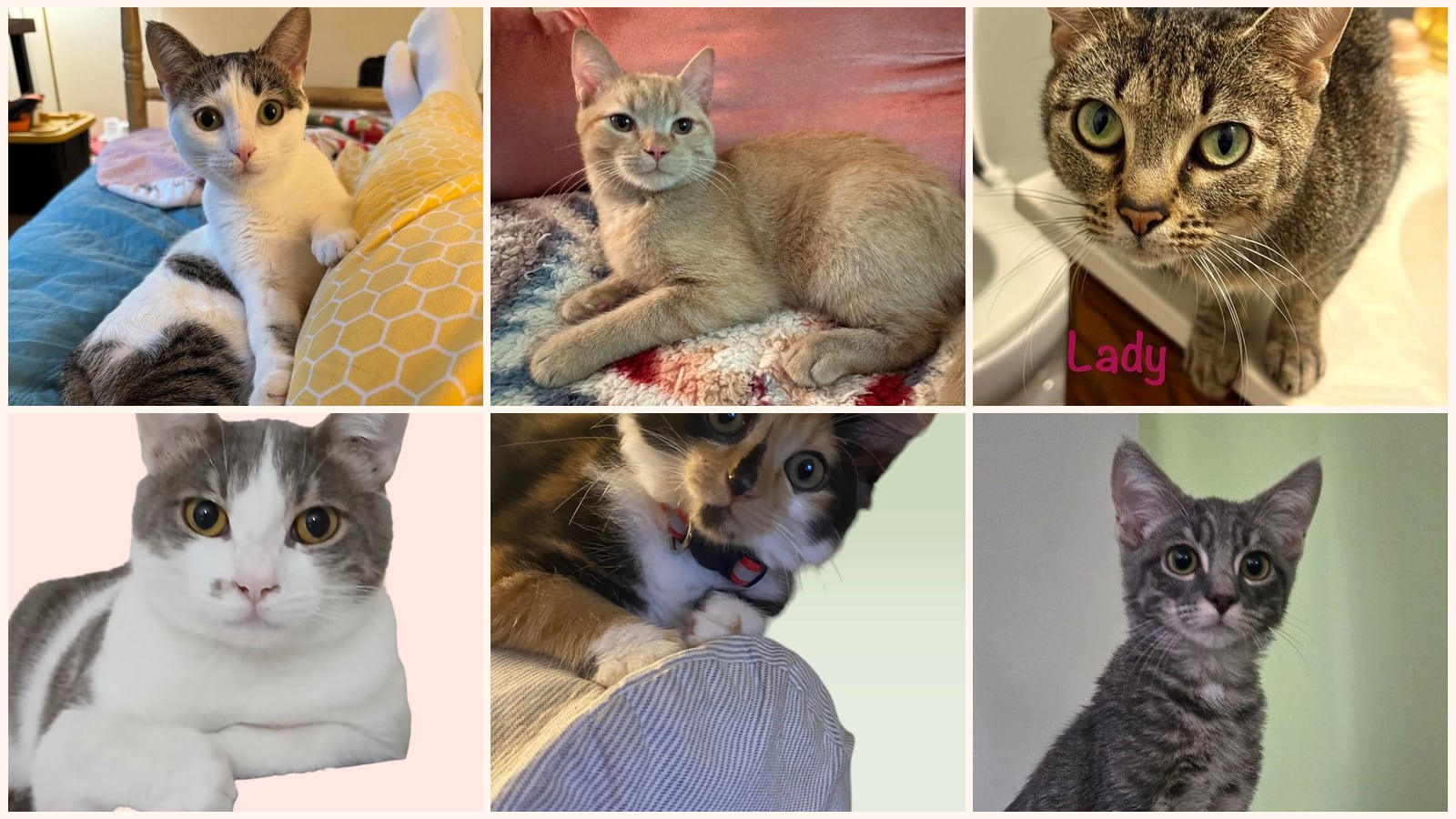 Kid-Friendly Cats up for adoption near Germantown, MD