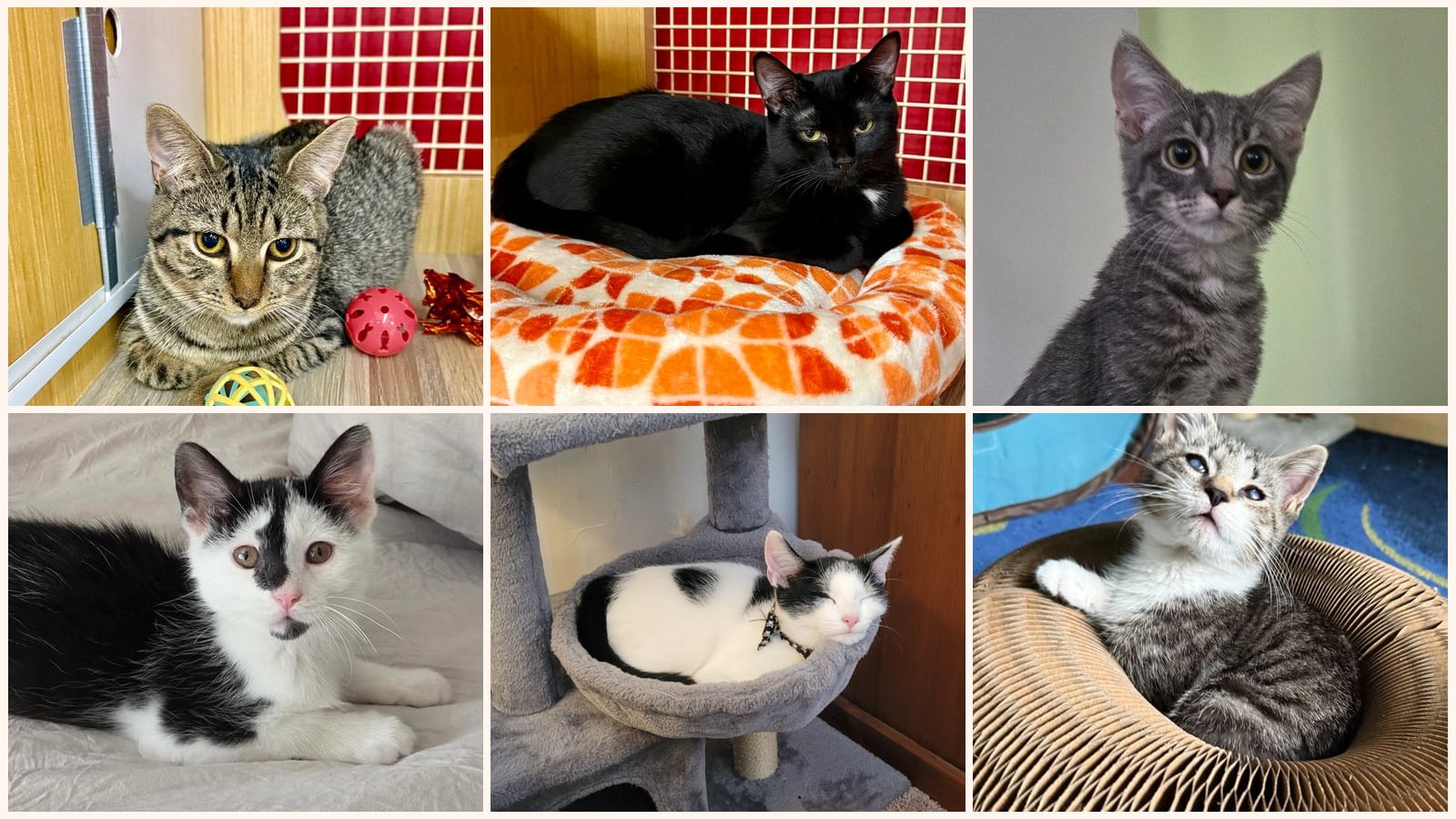 Kittens up for adoption near Glen Burnie, MD