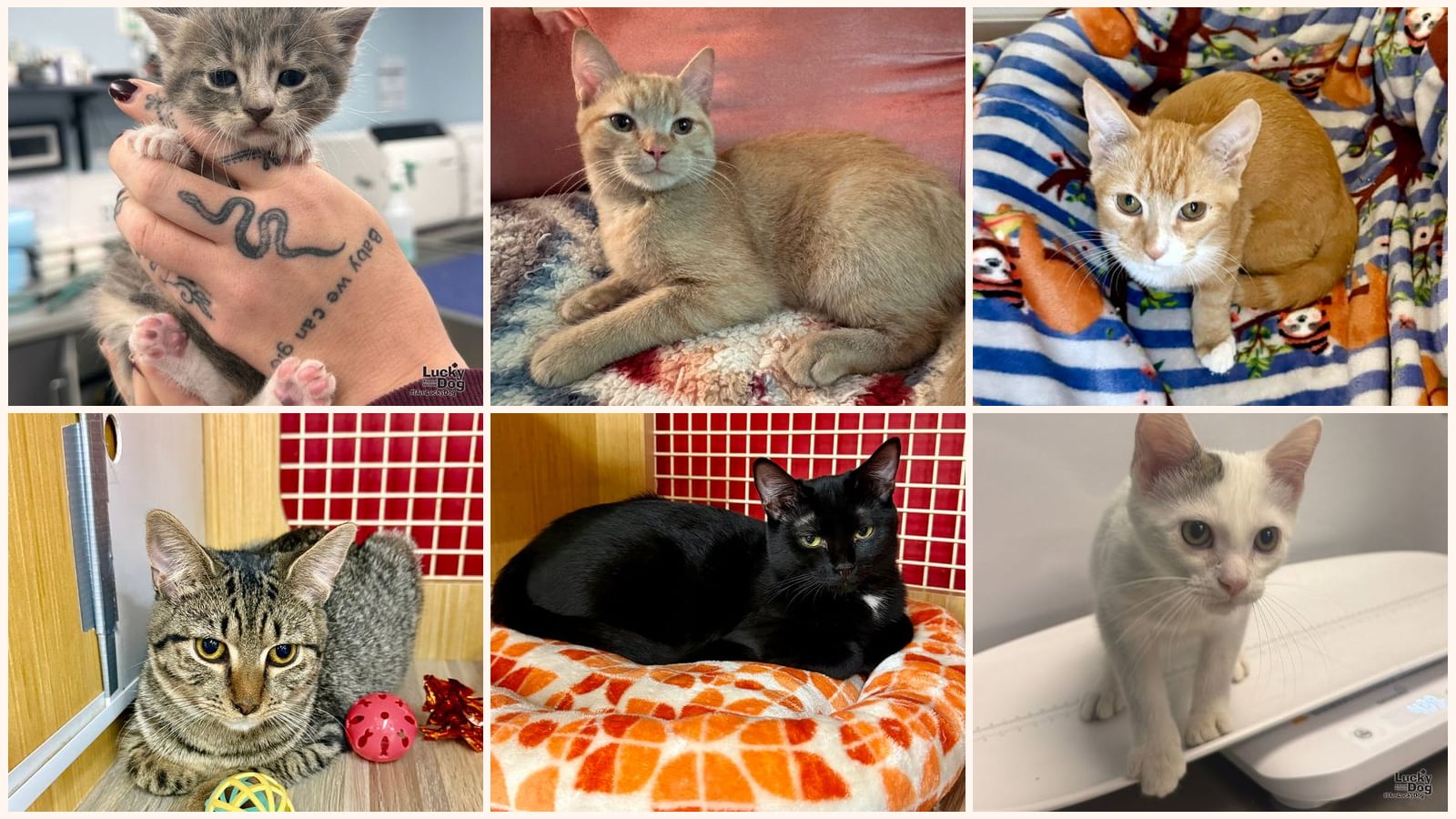 Kittens up for adoption near Rockville, MD