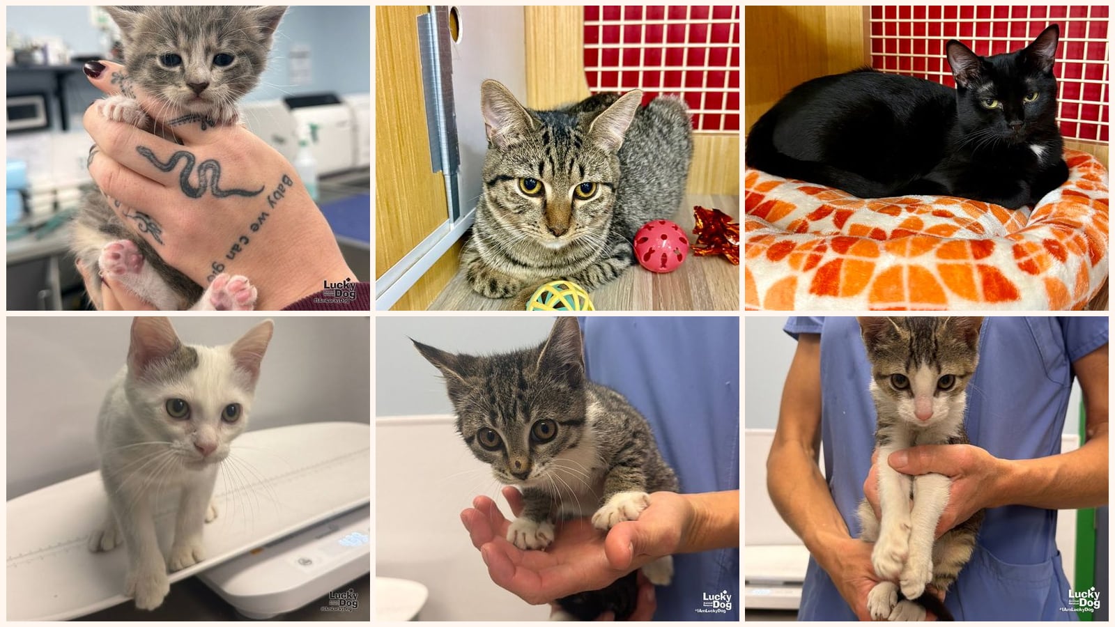 Kittens up for adoption near Silver Spring, MD