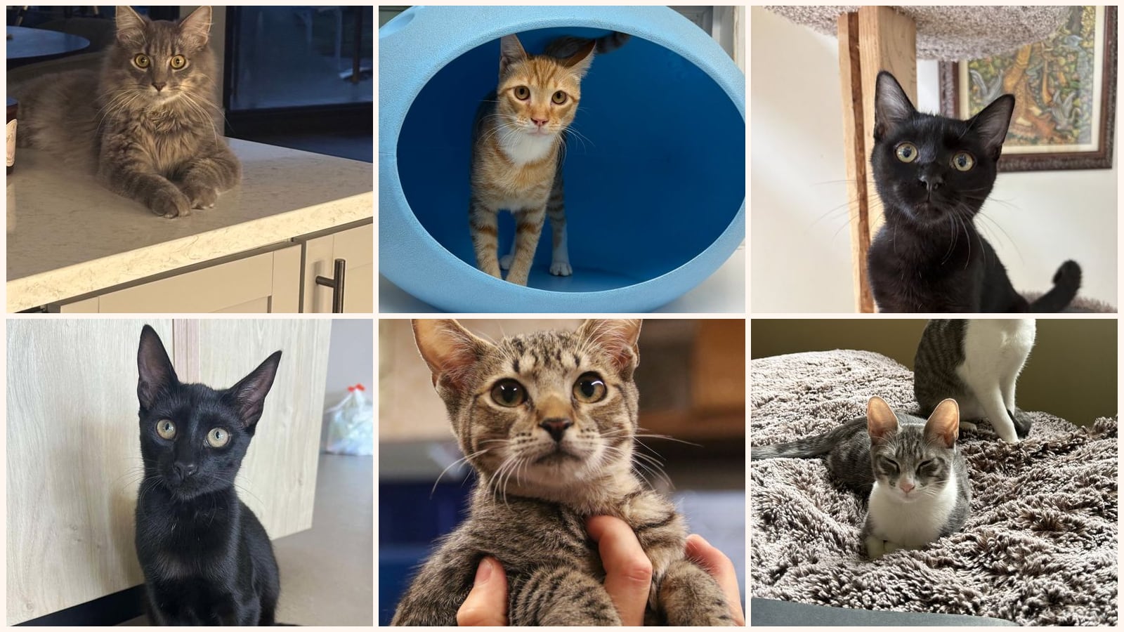 Dog-Friendly Cats up for adoption near Waldorf, MD
