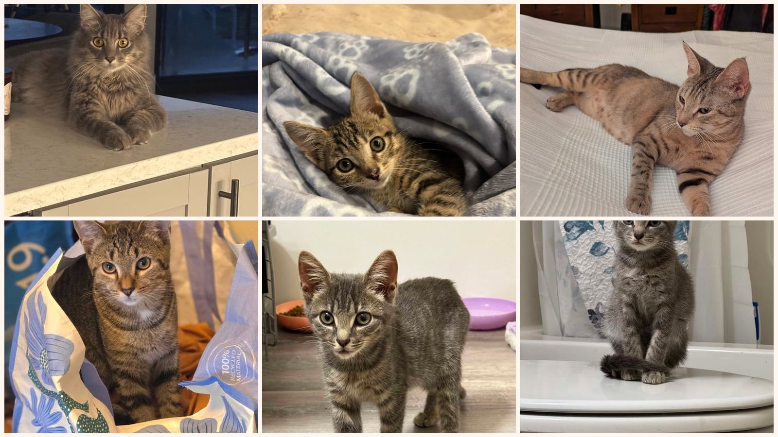 Kid-Friendly Cats up for adoption near Waldorf, MD