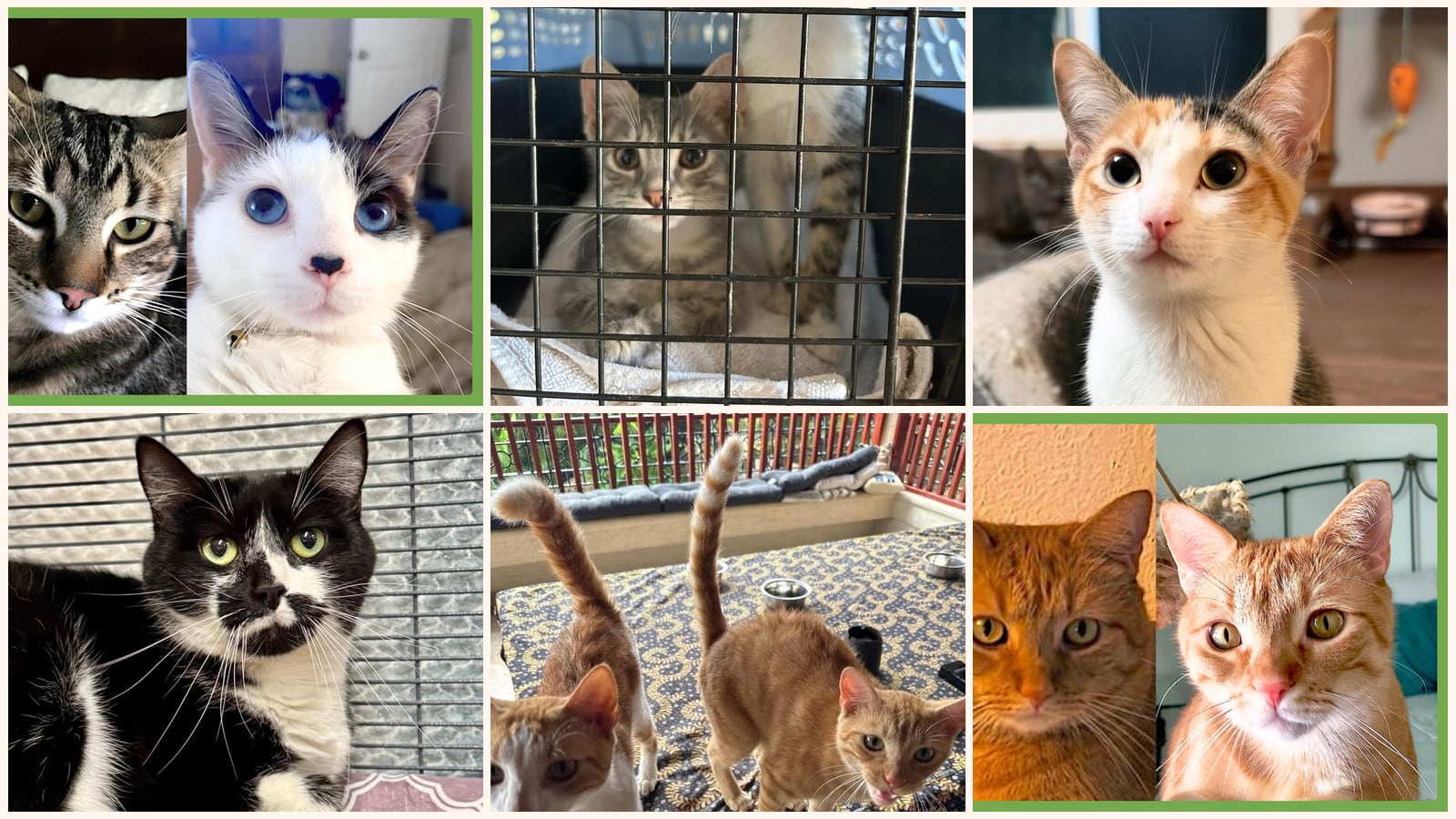 Dog-Friendly Cats up for adoption near Boston, MA
