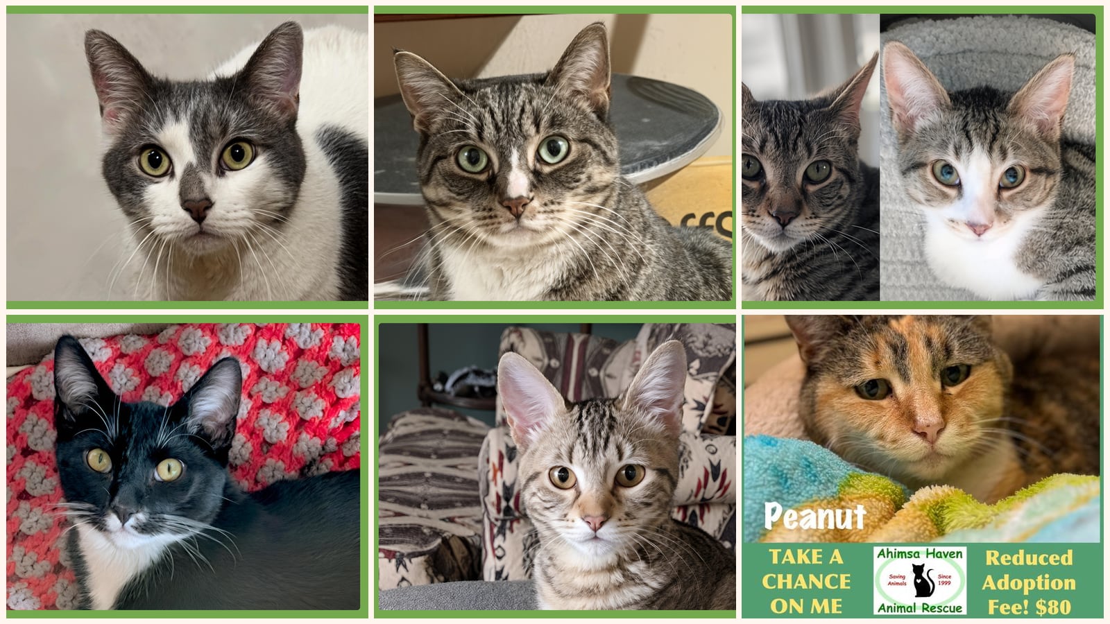 Kid-Friendly Cats up for adoption near Chicopee, MA