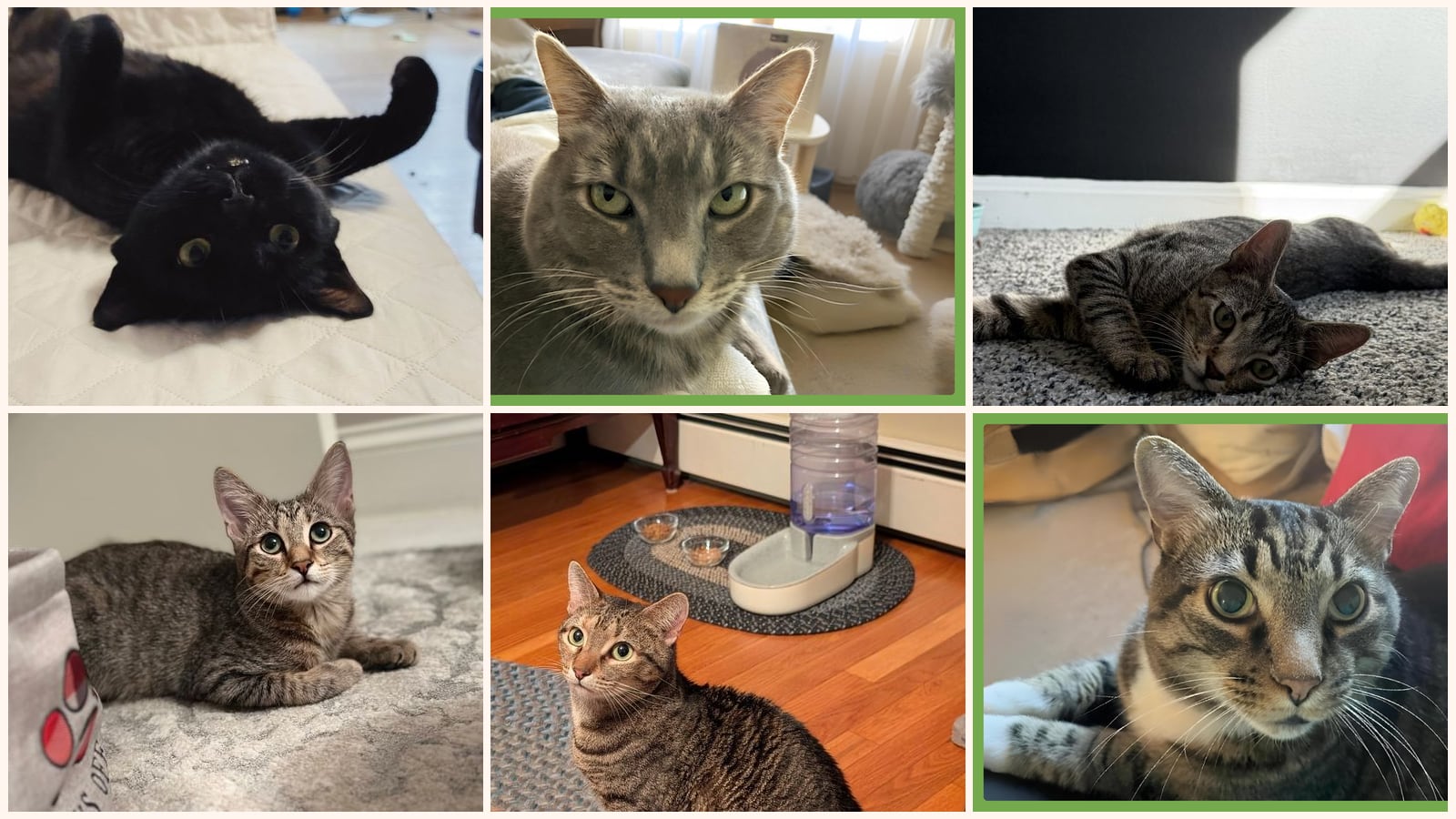 Adult Cats up for adoption near Everett, MA