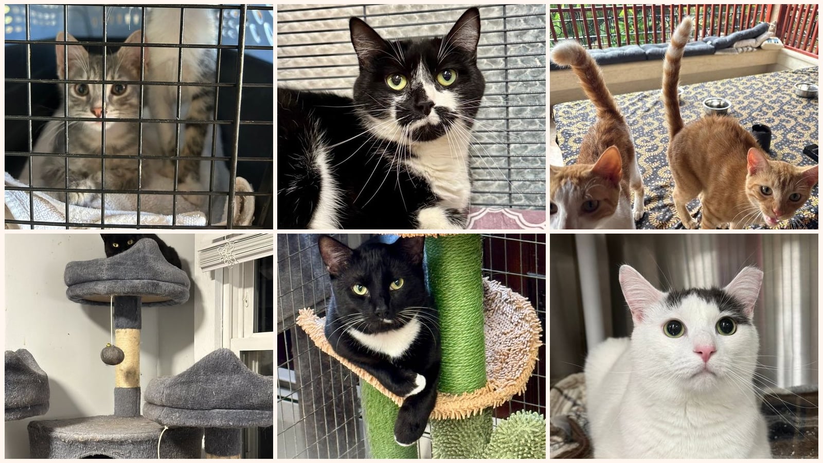 Dog-Friendly Cats up for adoption near Haverhill, MA