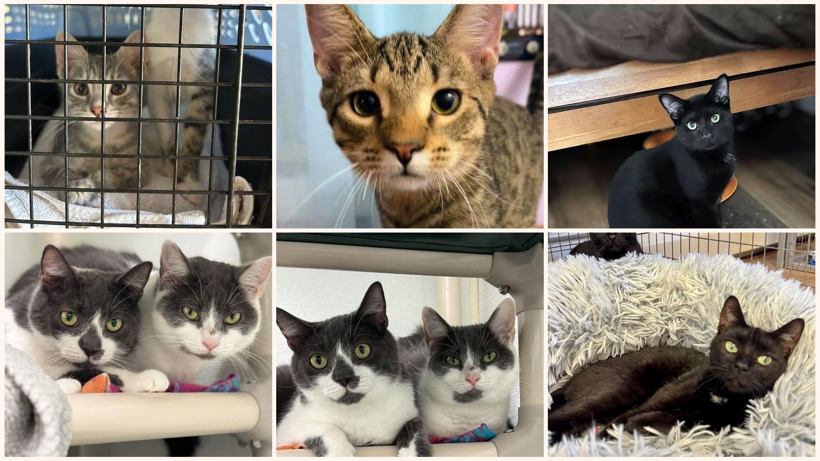 Bonded Pairs up for adoption near Lawrence, MA