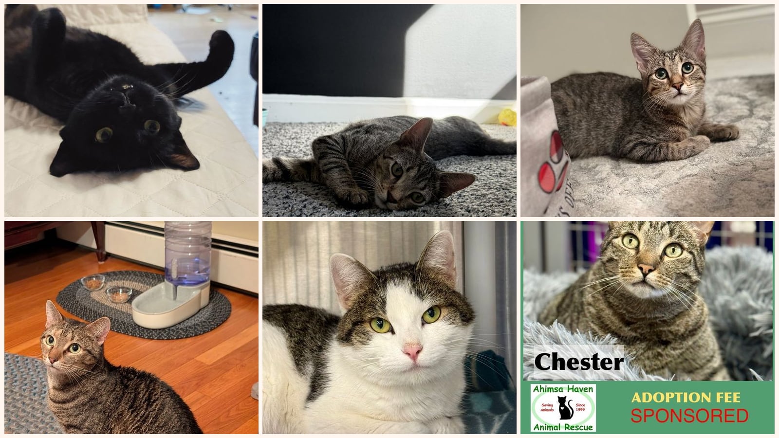 Adult Cats up for adoption near Methuen, MA