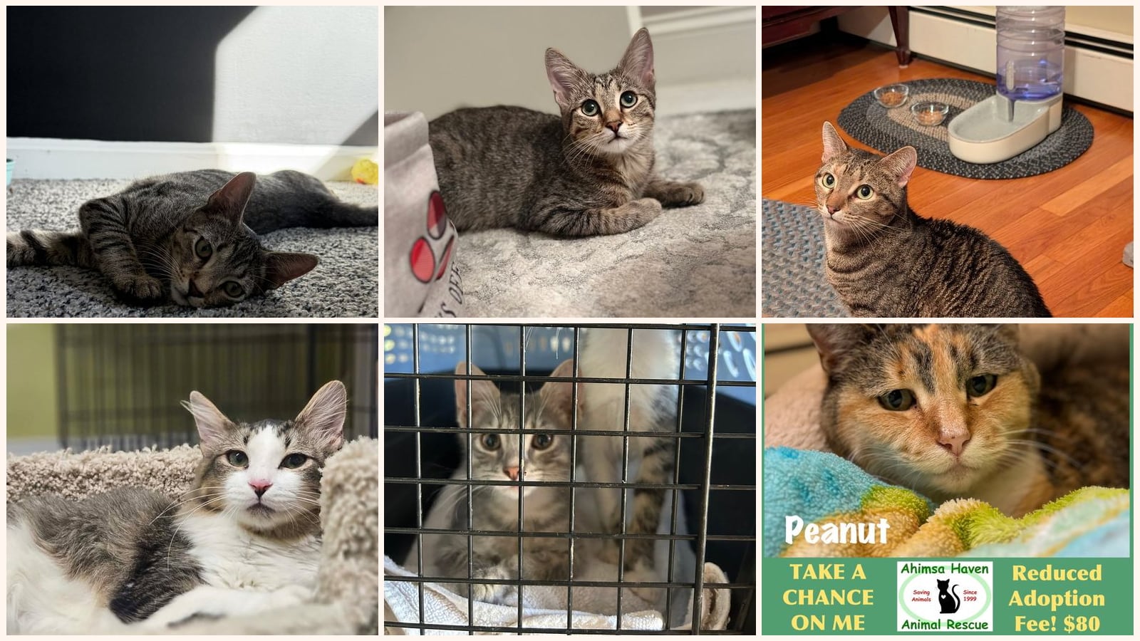 Kid-Friendly Cats up for adoption near Methuen, MA